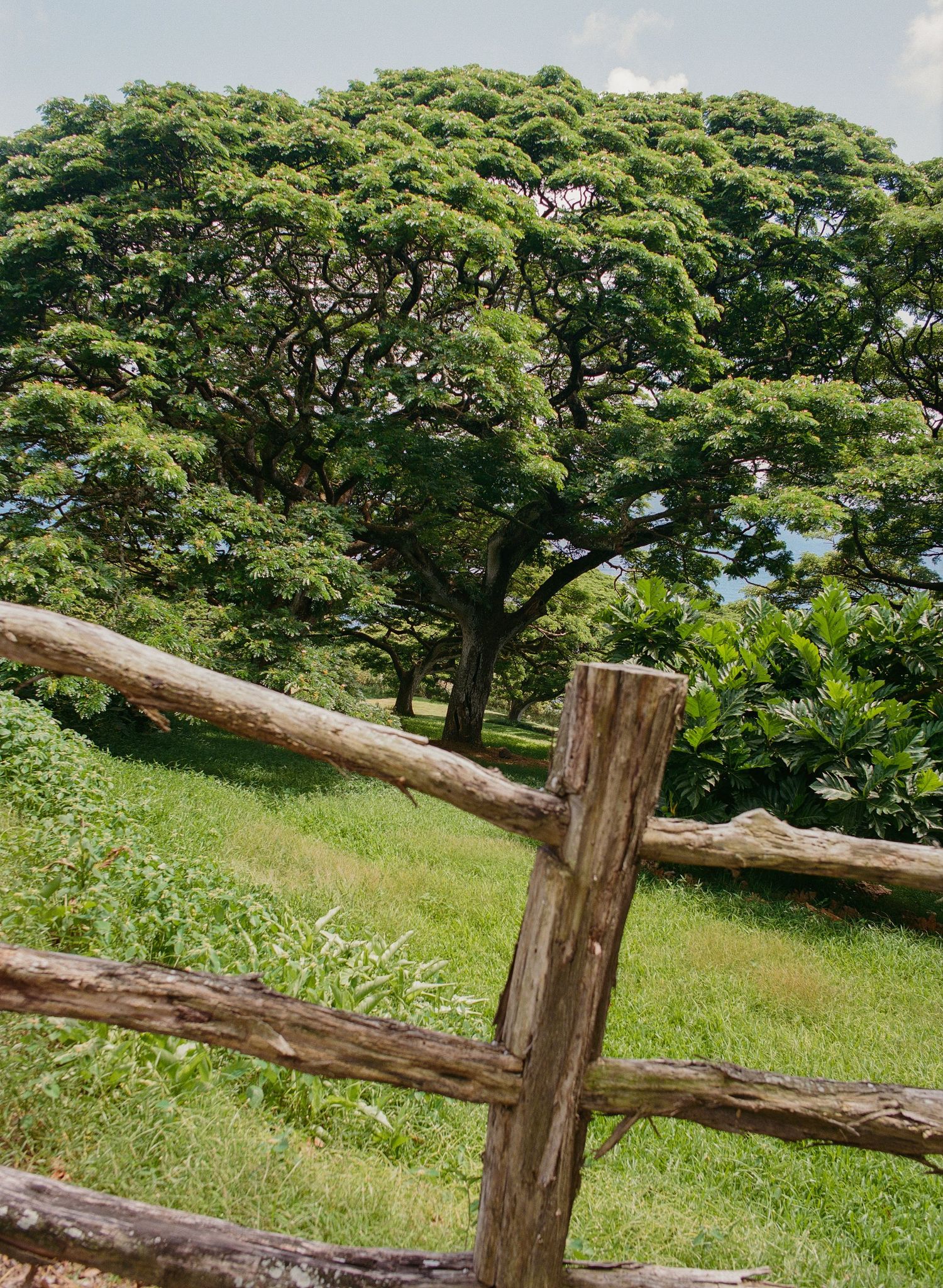 A big beautiful tree in Maui, Hawaii