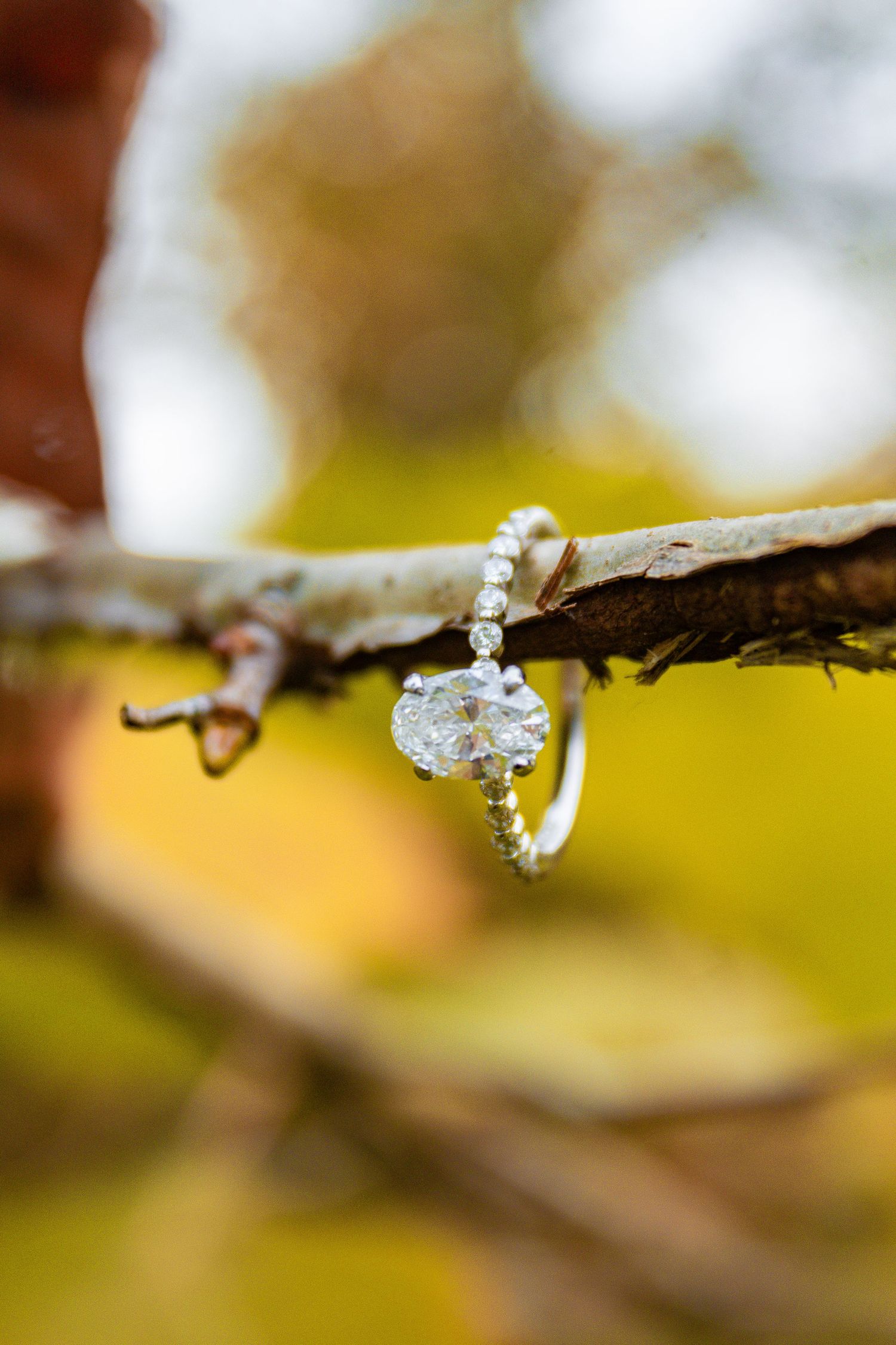 Macro photography of water droplets on a tree branch with soft bokeh background.
