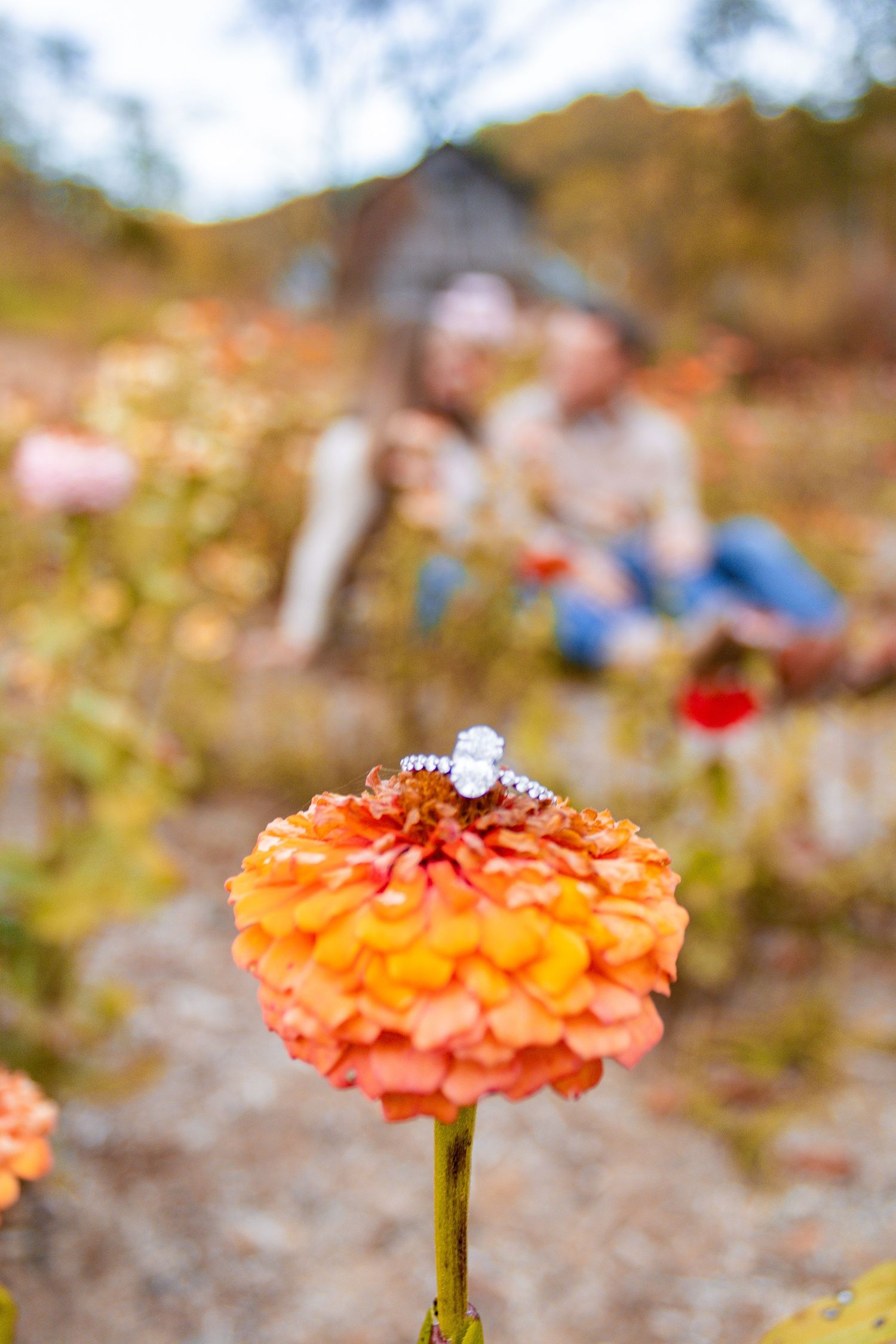 Engagement ring displayed on orange zinnia flower with couple blurred in background.