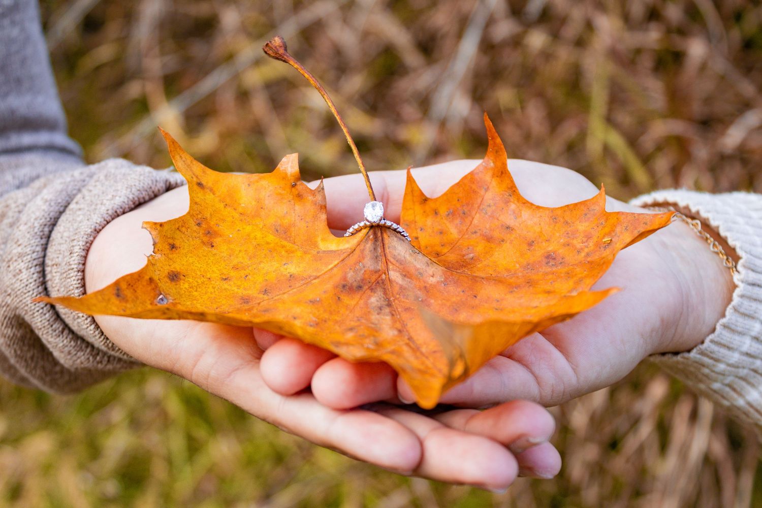 Hands holding bright orange maple leaf during fall season.