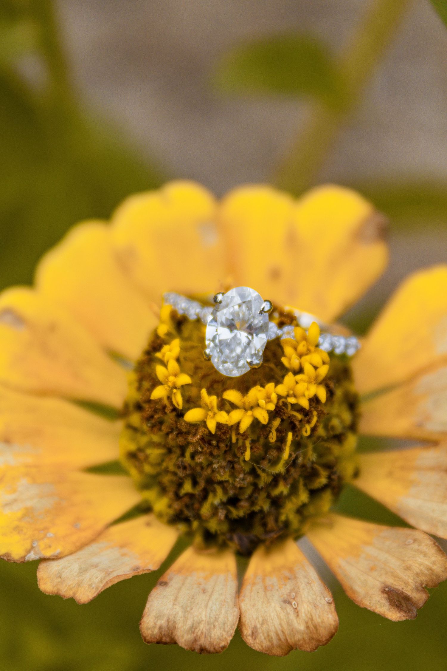 Diamond engagement ring displayed on a bright yellow zinnia flower in macro detail.