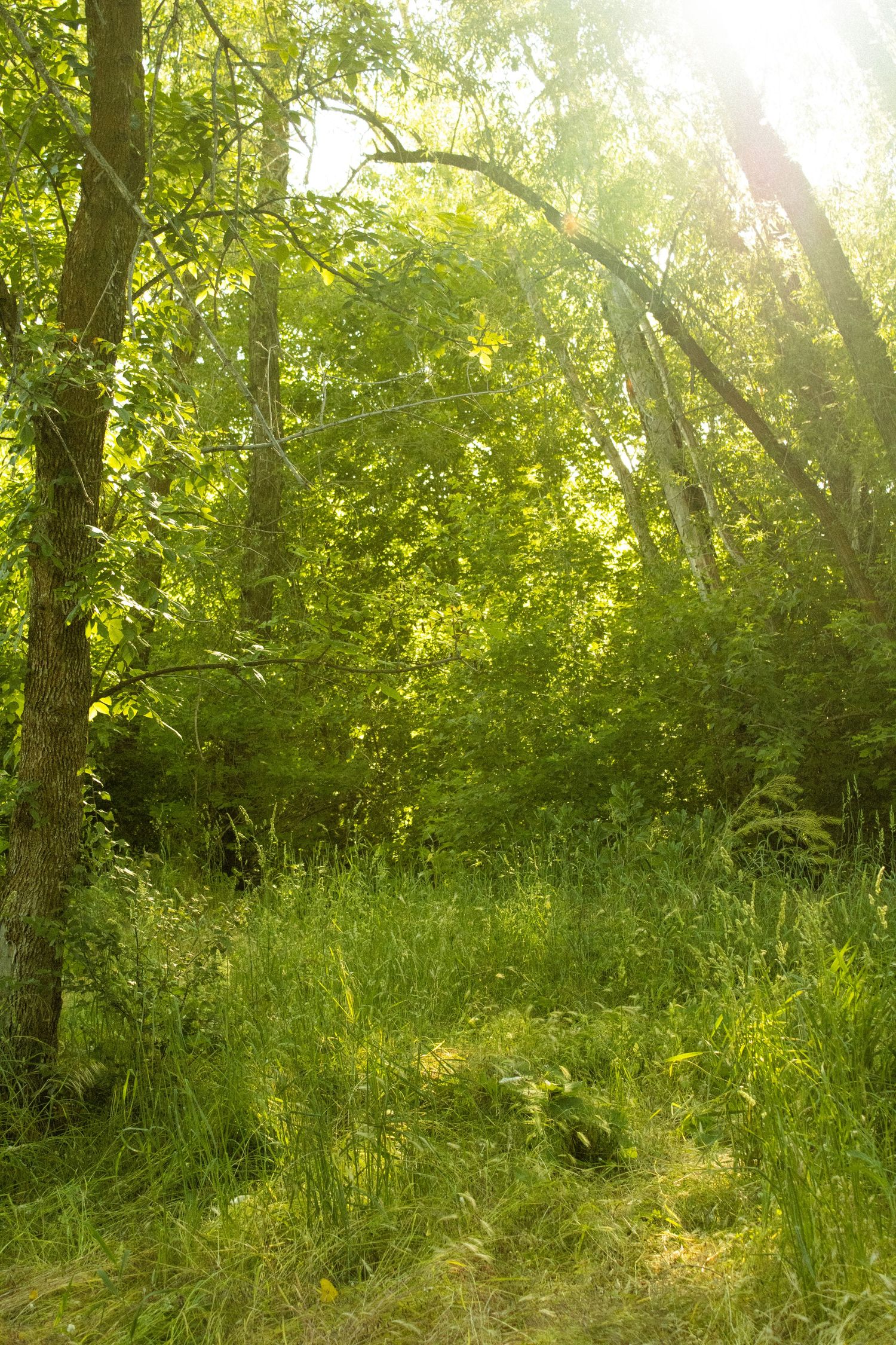 Sunlit green forest with tall trees, lush undergrowth, and a grassy path bathed in warm golden light.