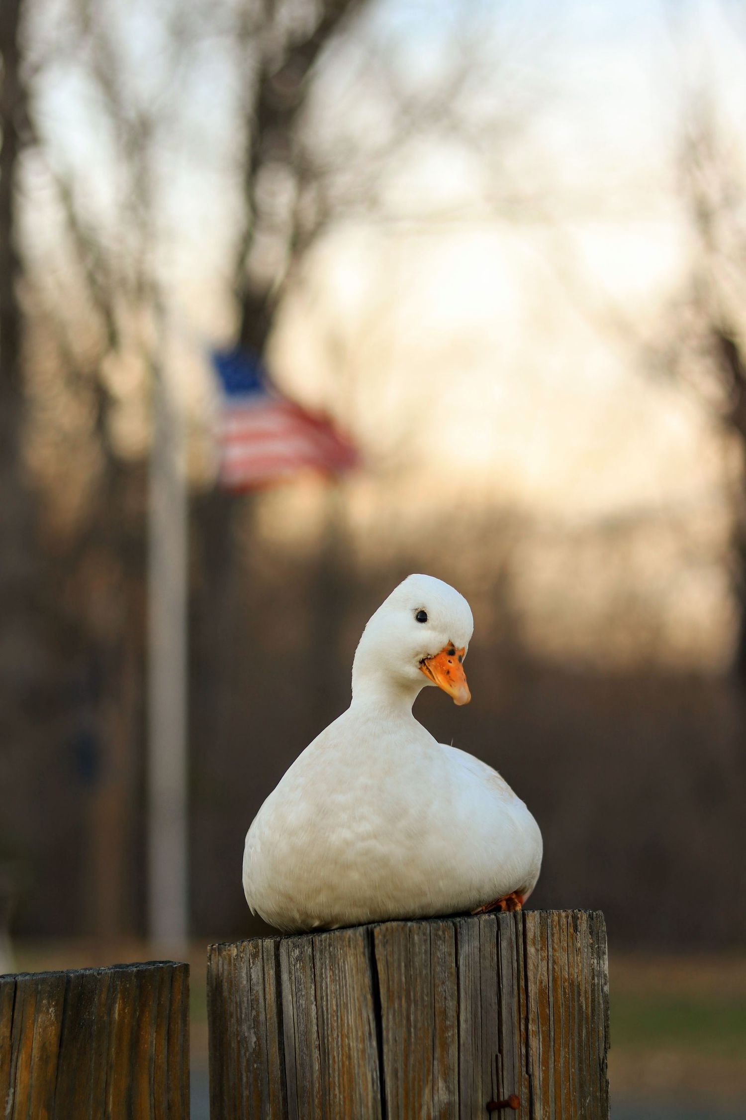 this is dove :))
