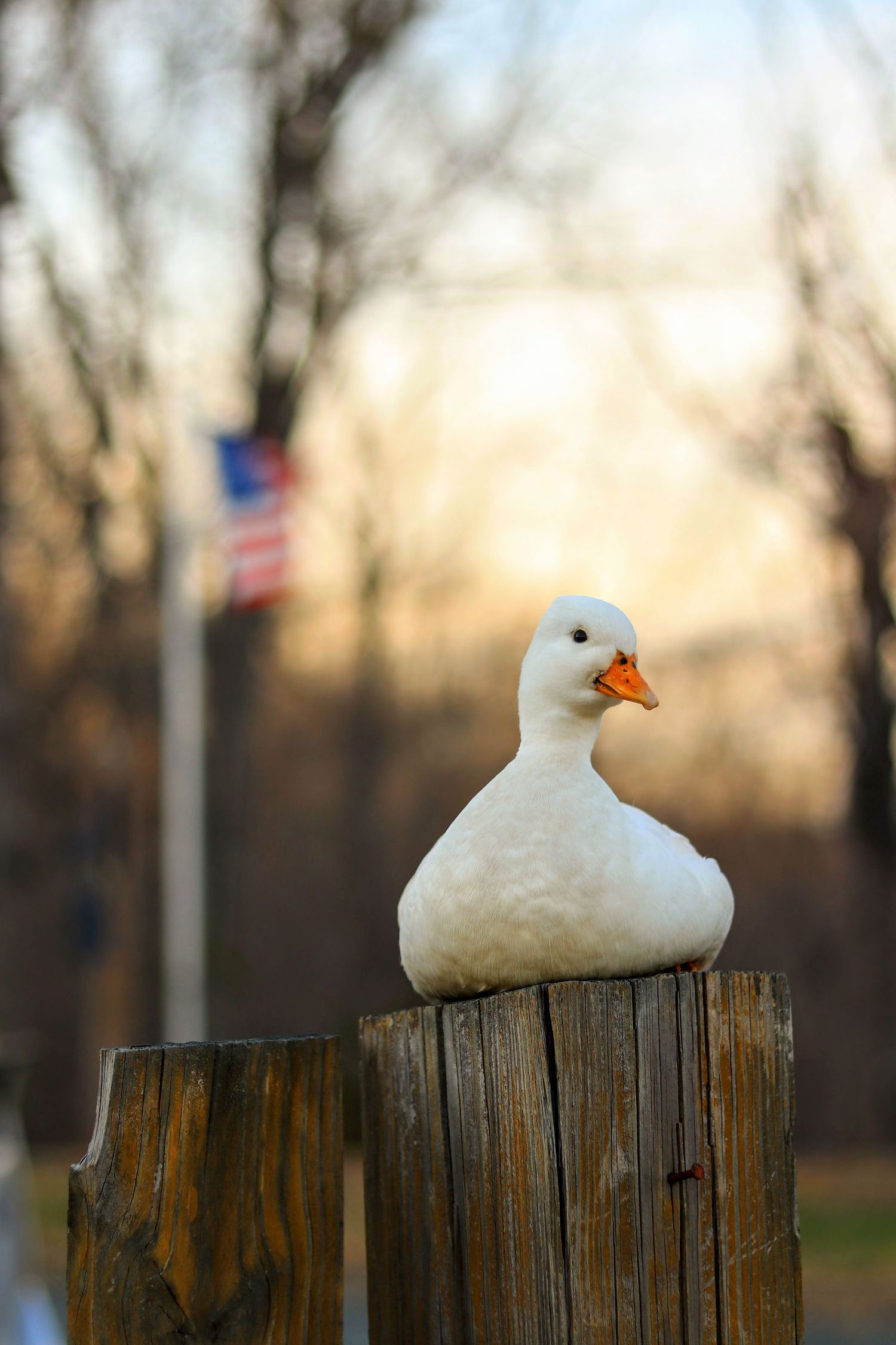 this is dove