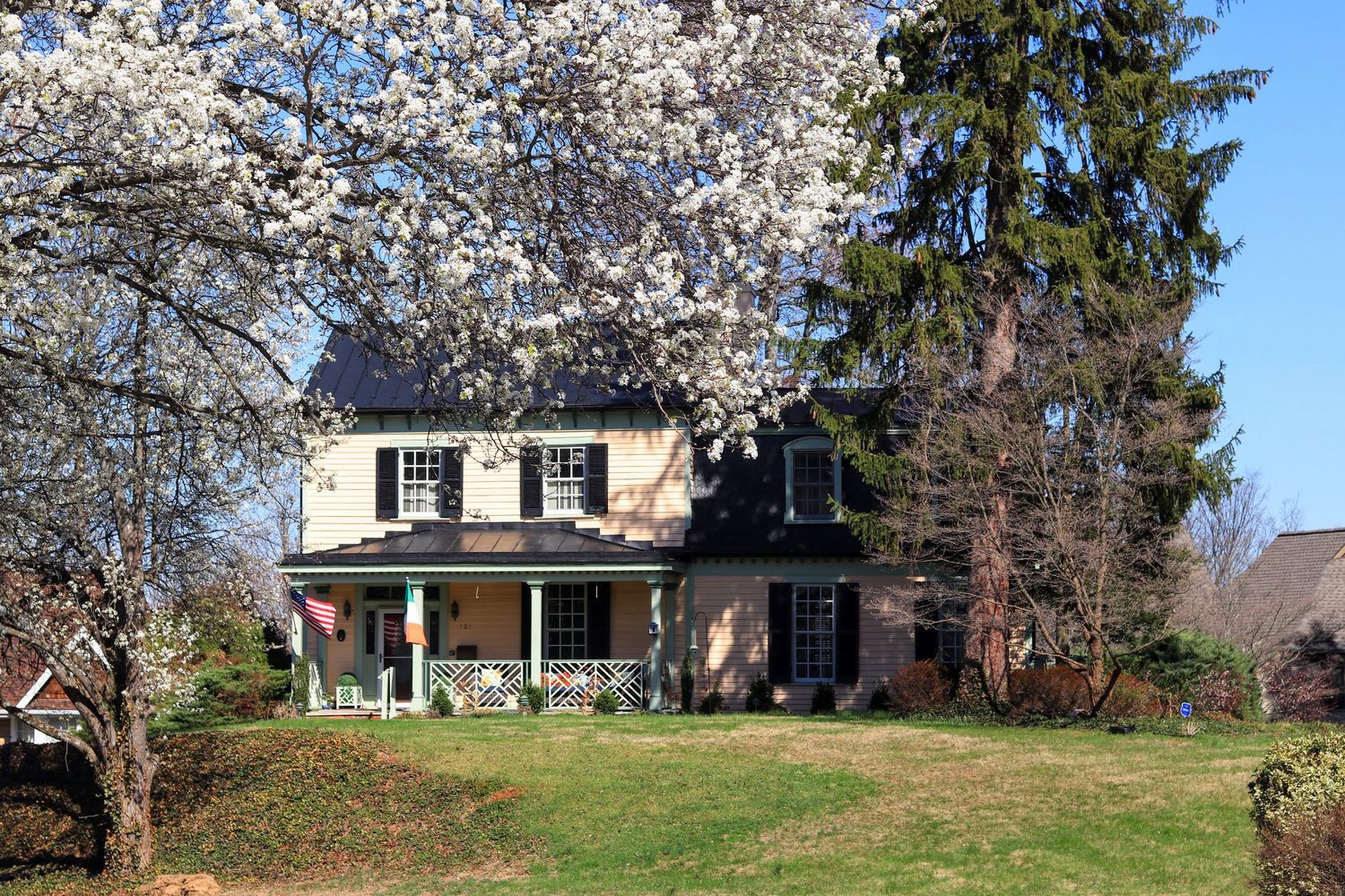 Cherry Blossoms in Warrenton VA