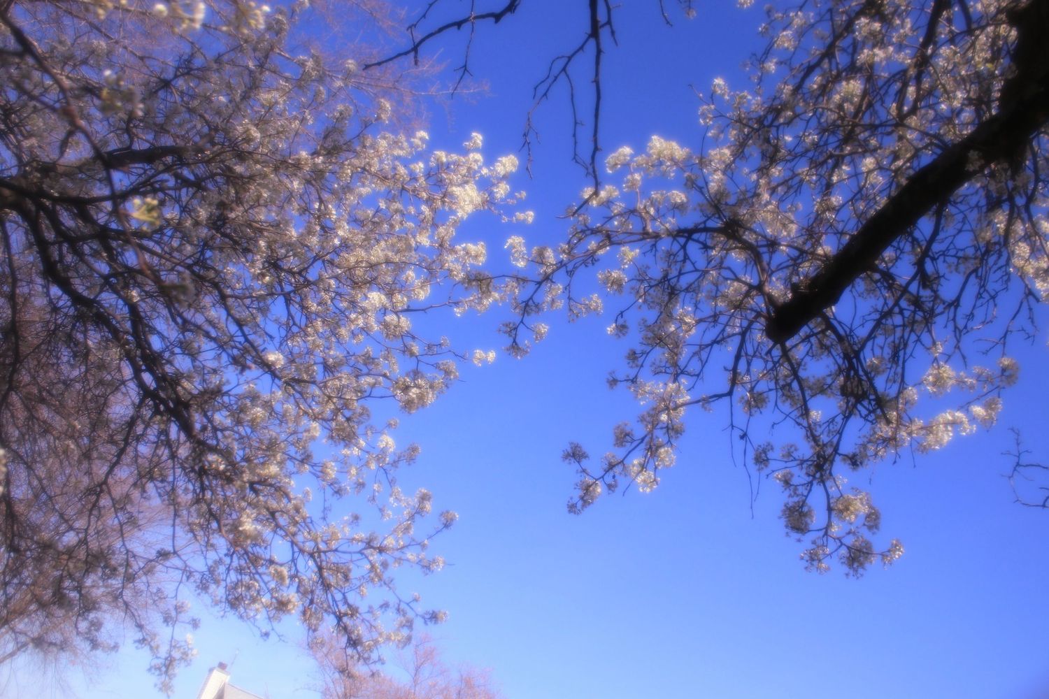 cherry blossoms!