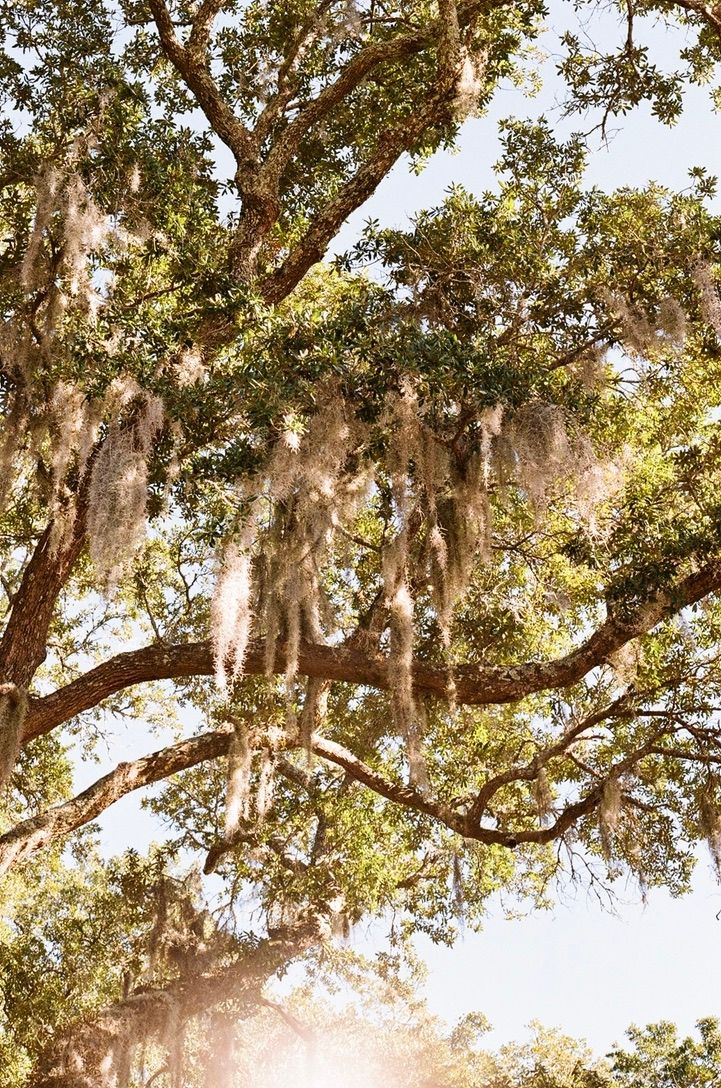 Spanish moss hangs from oak tree branches in golden sunlight.