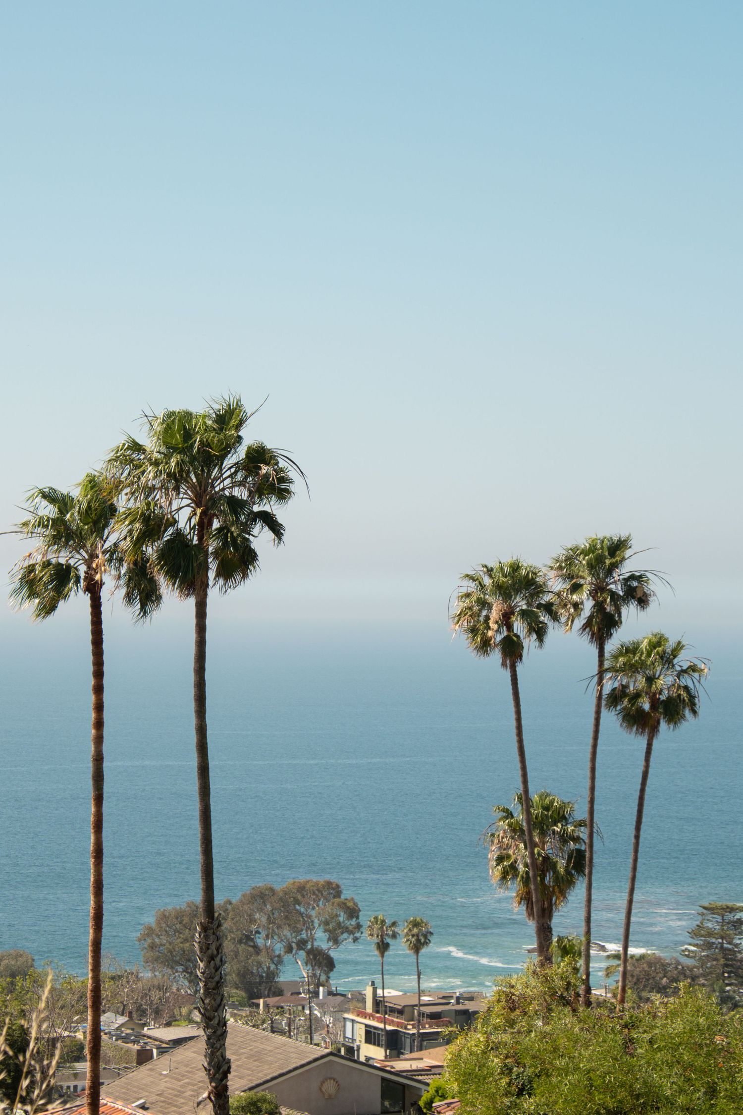 Tall palm trees line the coastline overlooking the blue ocean on a clear day.