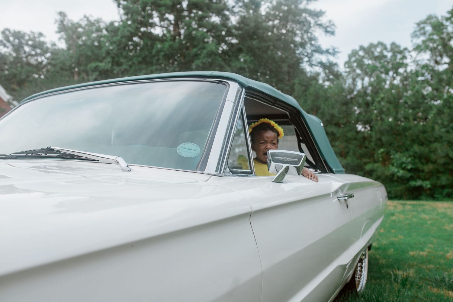 A classic white 1960s Chevrolet Impala convertible cruises along a tree-lined road on a sunny day.