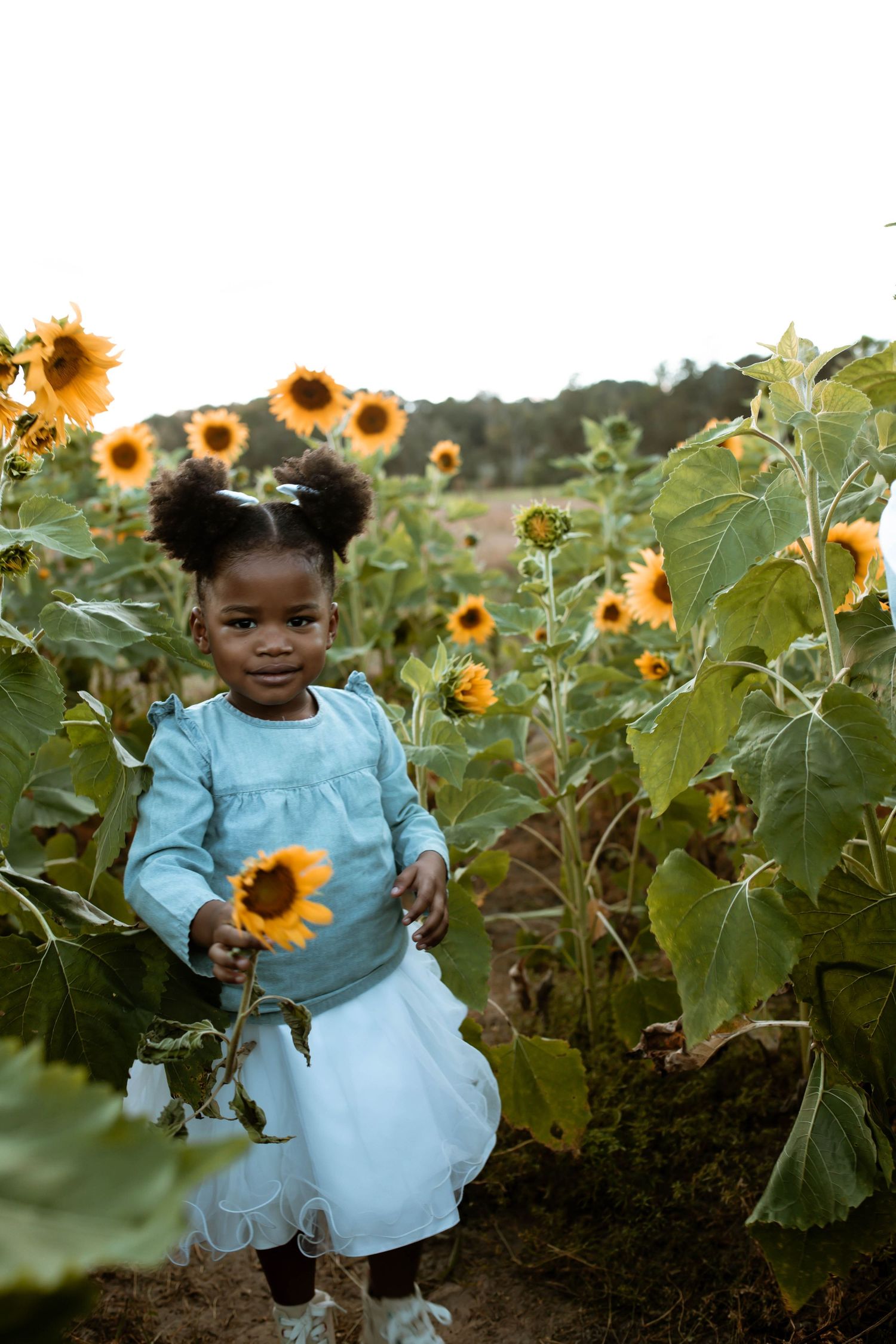 A sweet moment captured in a sunflower field with a child in a light blue dress.