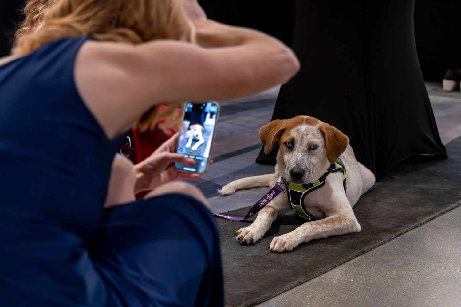 Donor taking photo of adoptable dog during 1st annual Town and Country Gala