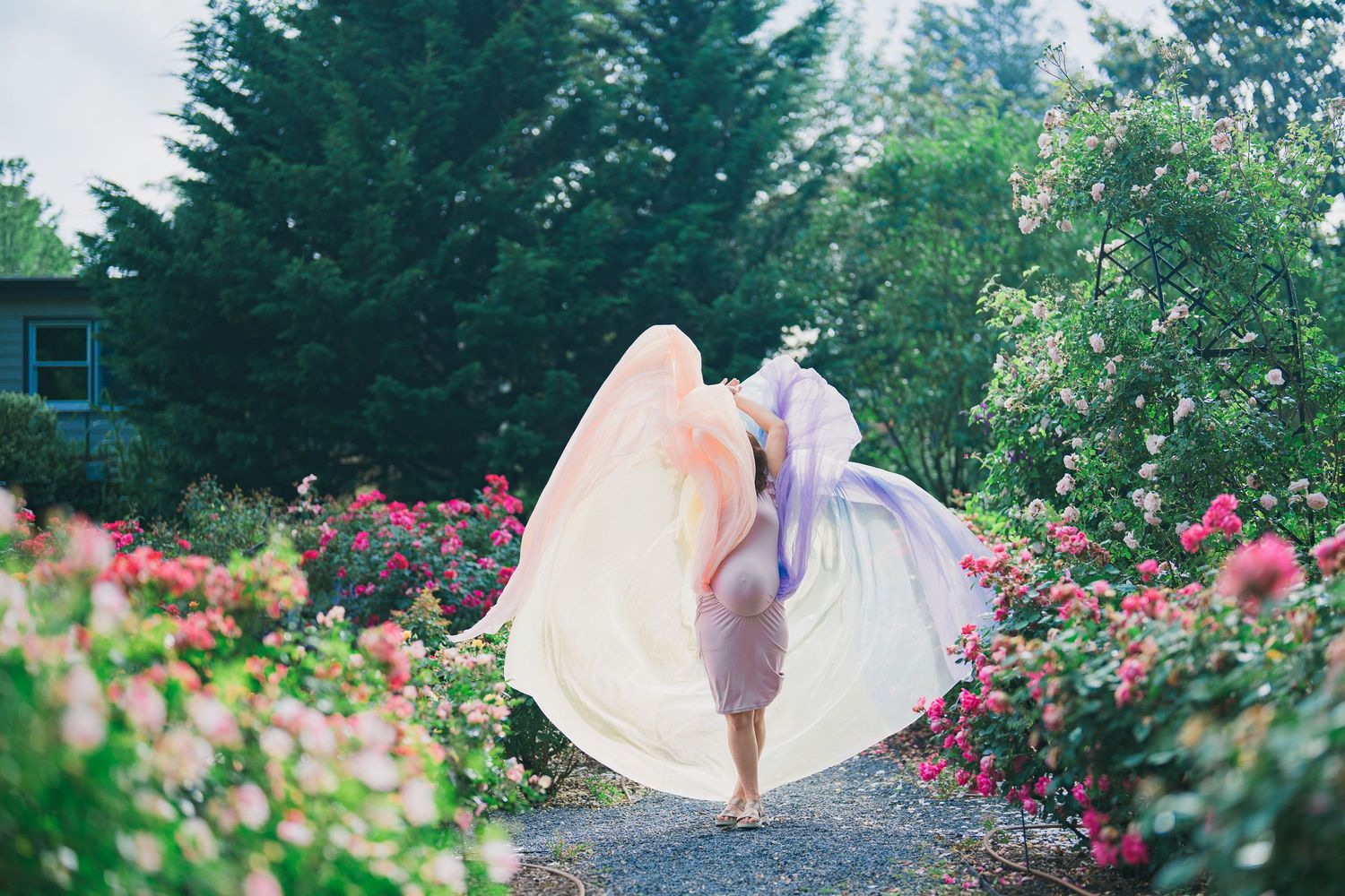 Scenic garden path lined with blooming pink roses and evergreen trees.
