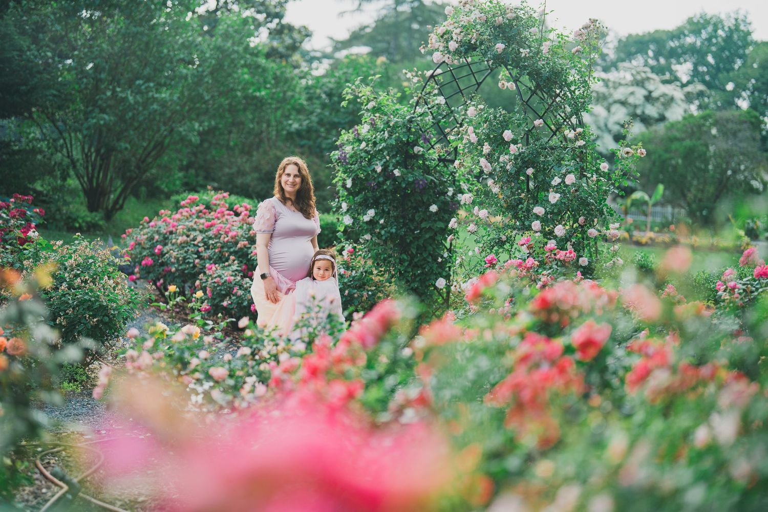 Beautiful rose garden with pink blooms and natural landscaping in soft focus.