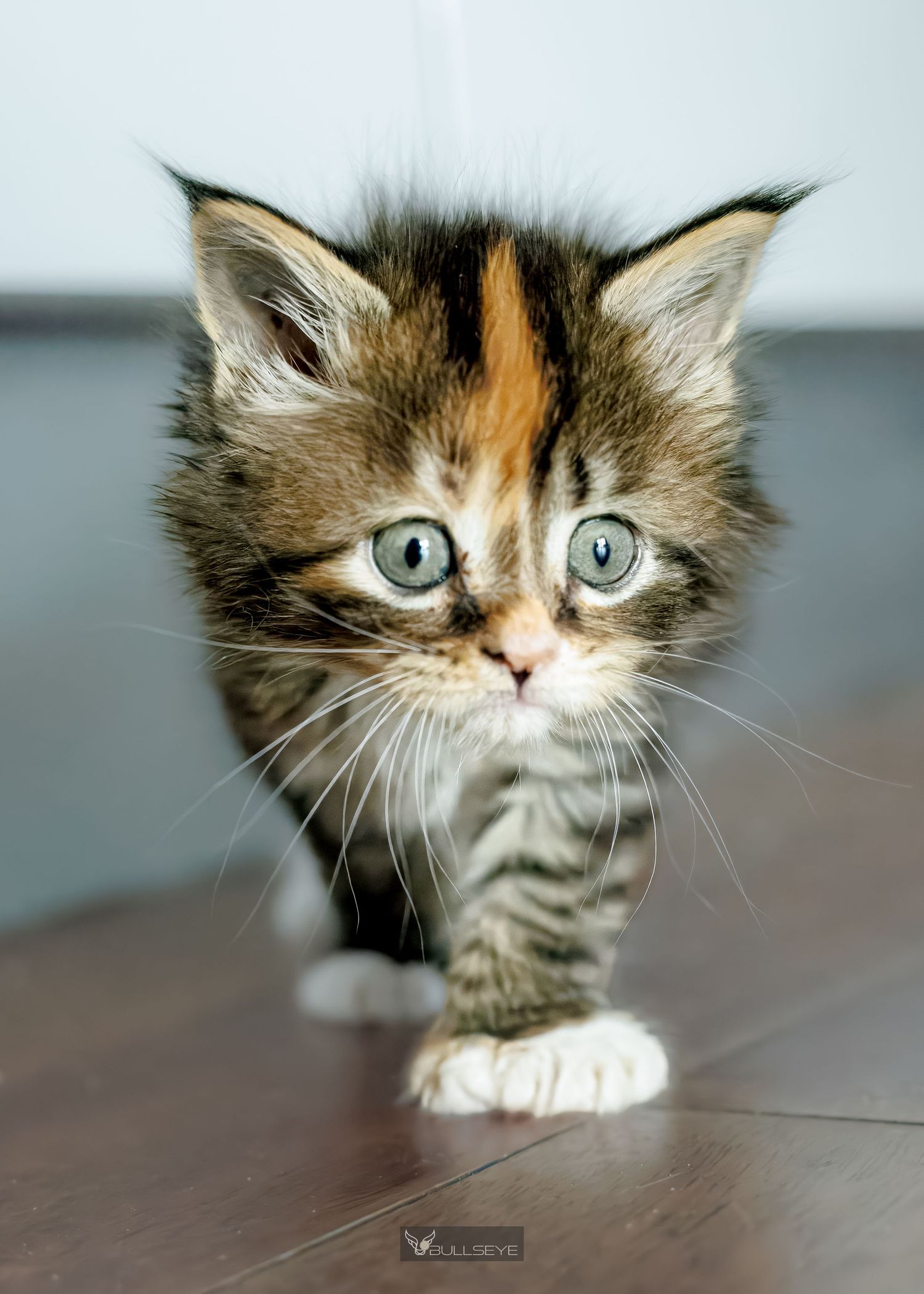 Calico kitten with striking green eyes peers curiously at camera on wooden surface.