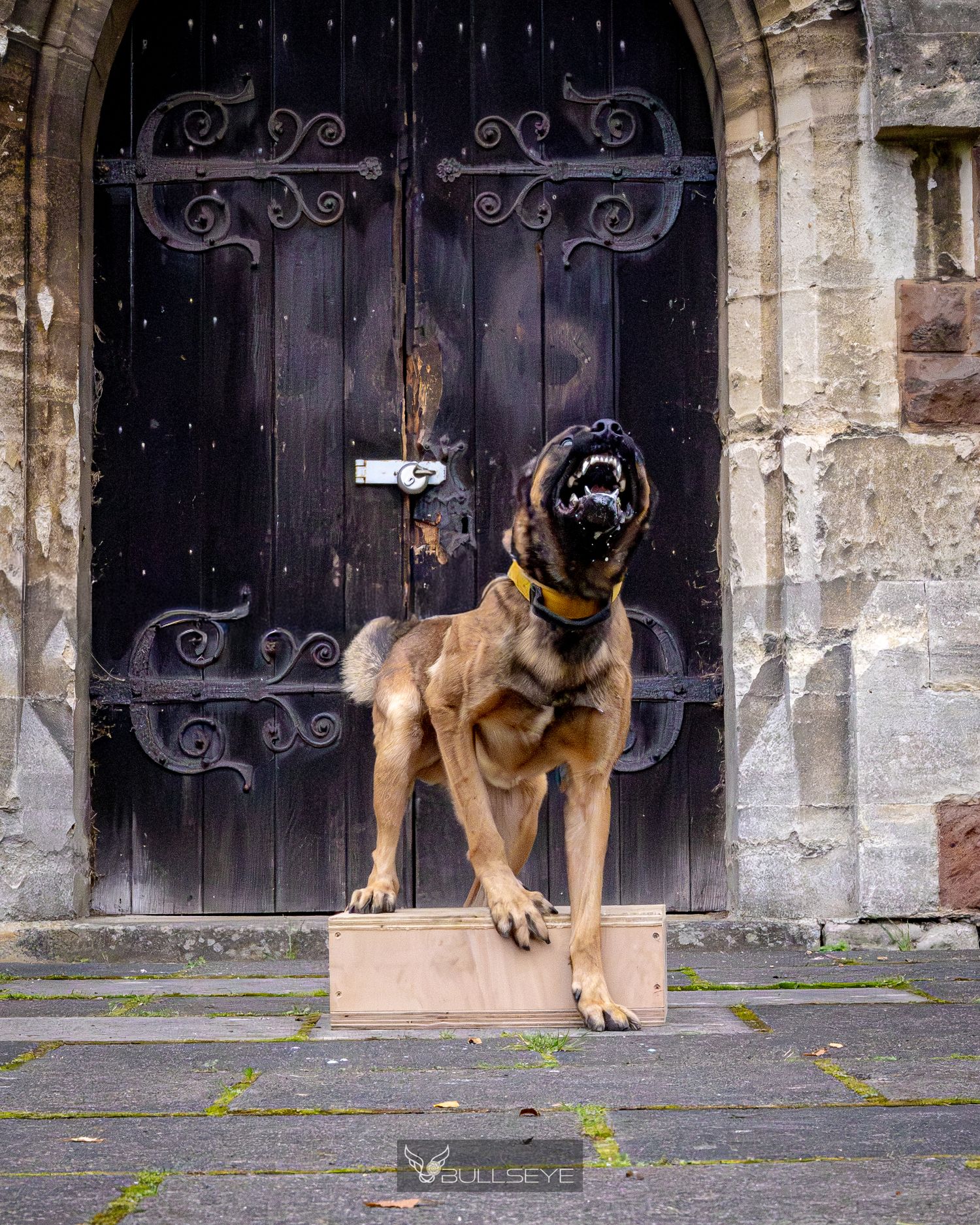 Belgian Malinois dog crouching alertly in front of ornate church doors.
