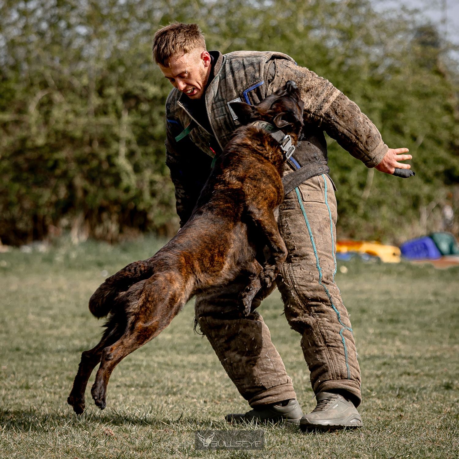 Working dog performing bite training exercise with handler in protective suit.