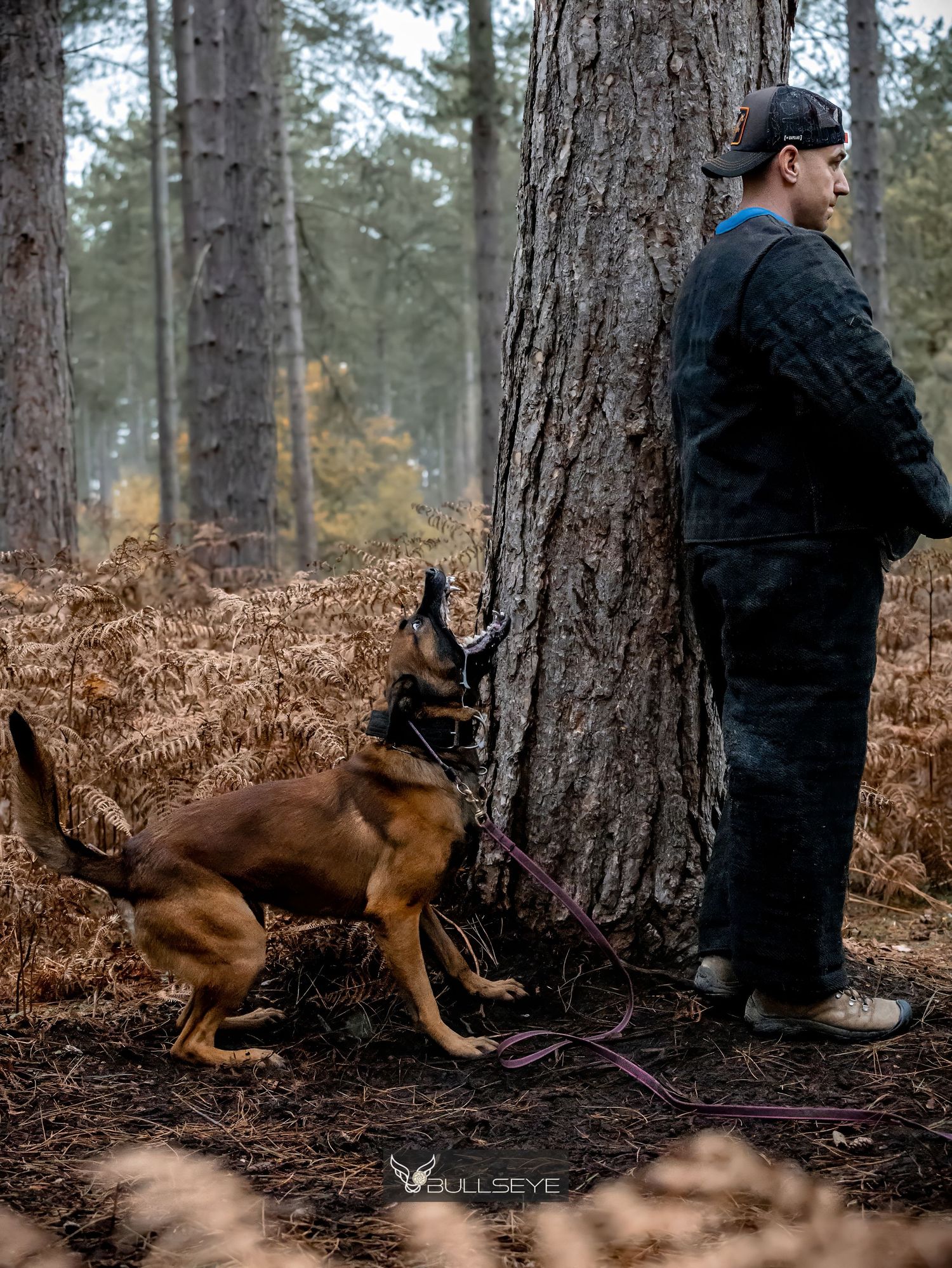 Working dog training exercise in a pine forest setting.