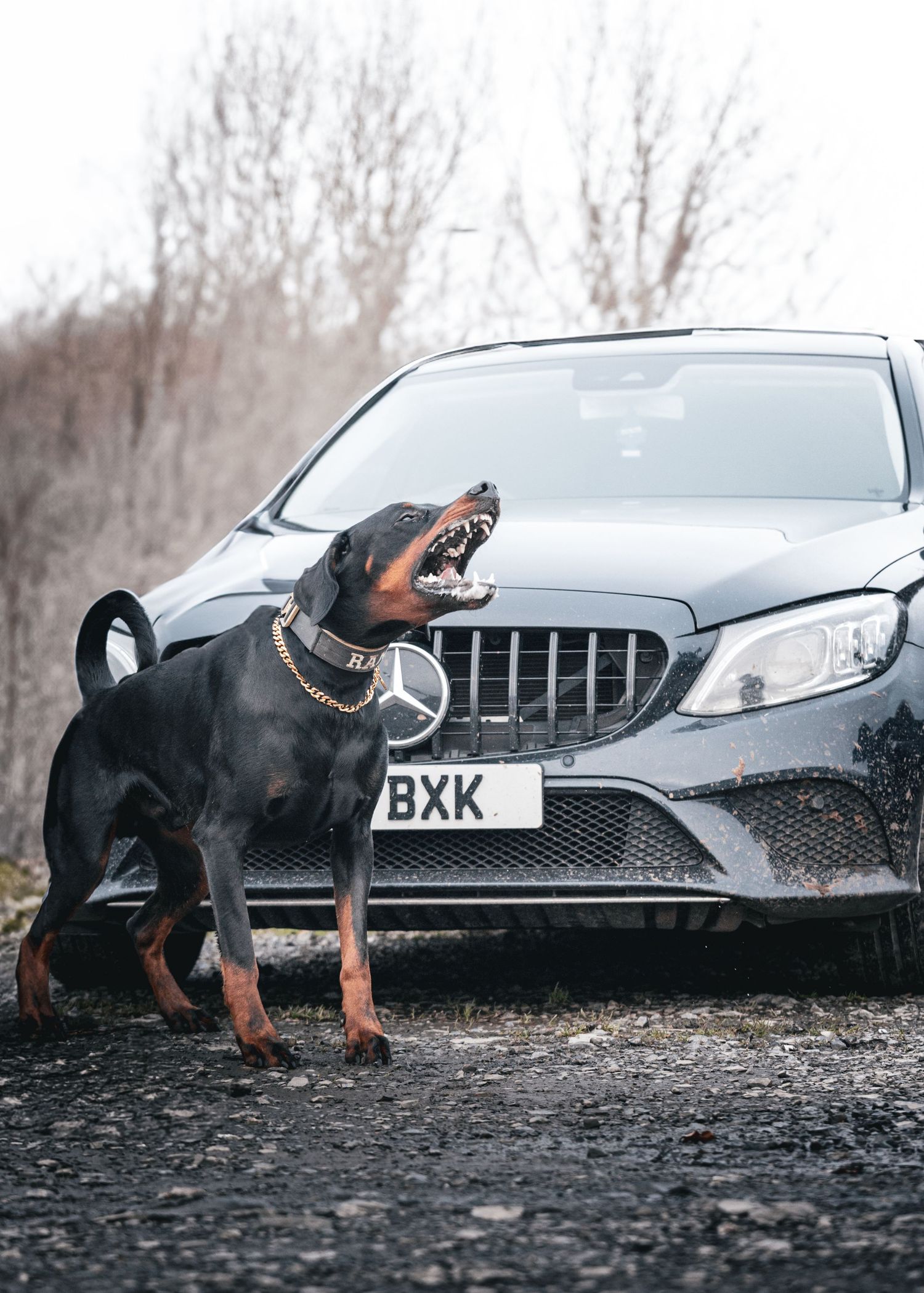 A dobermann dog barking in front of a silver Mercedes-Benz car on a gravel surface.