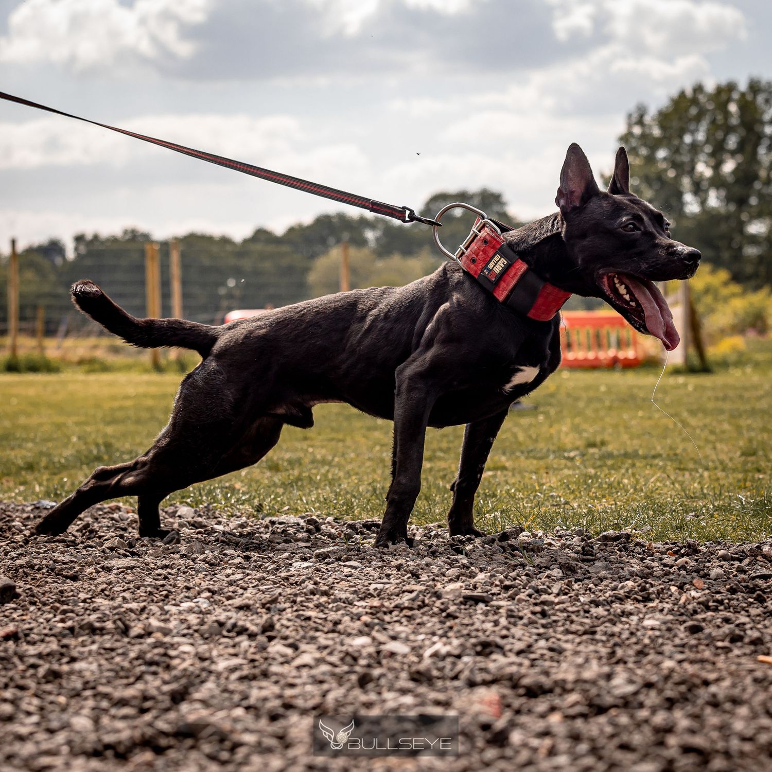 Black dog training outdoors with a leash in a series of action photos.