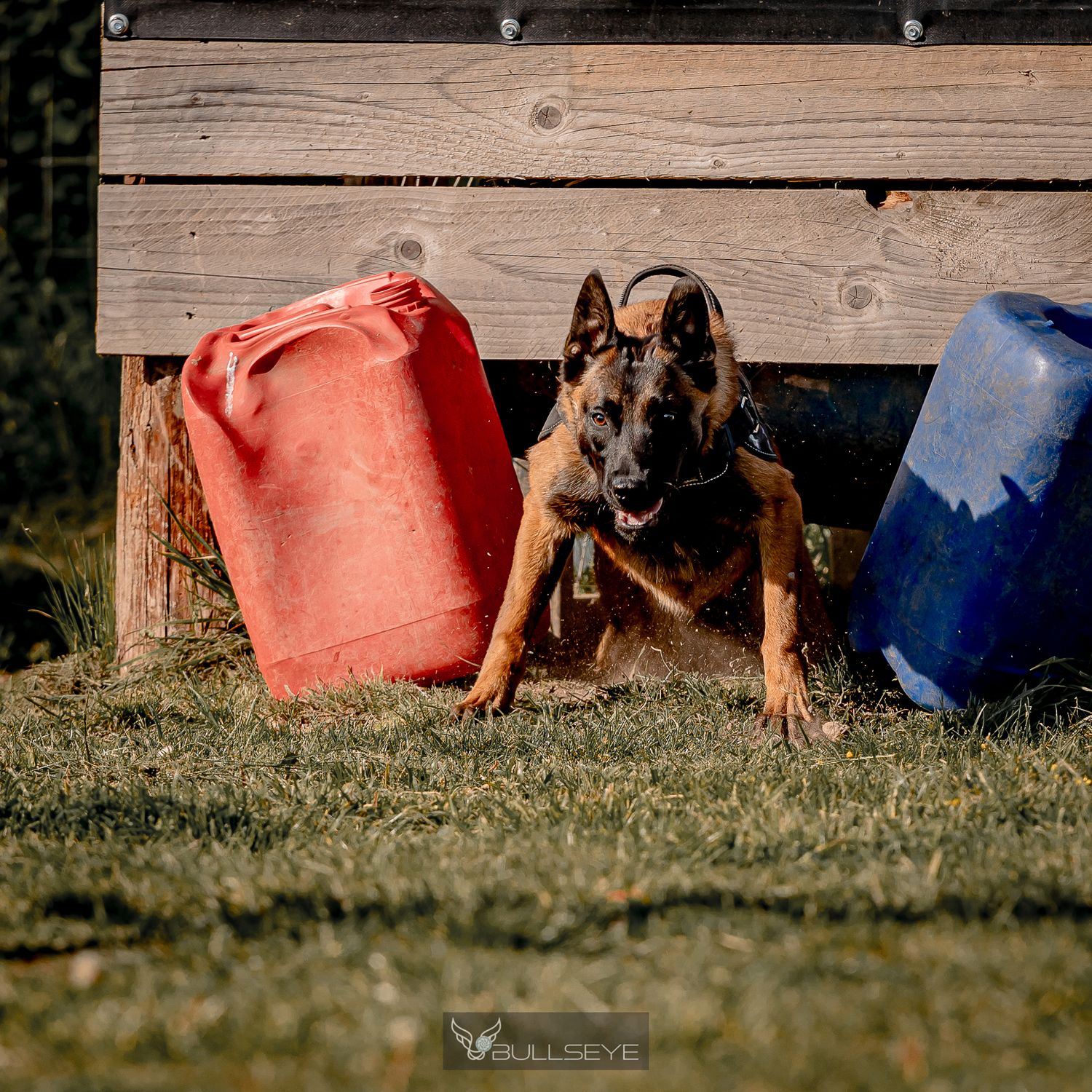 Dogs sitting patiently in front of a wooden fence with colorful containers in the background.