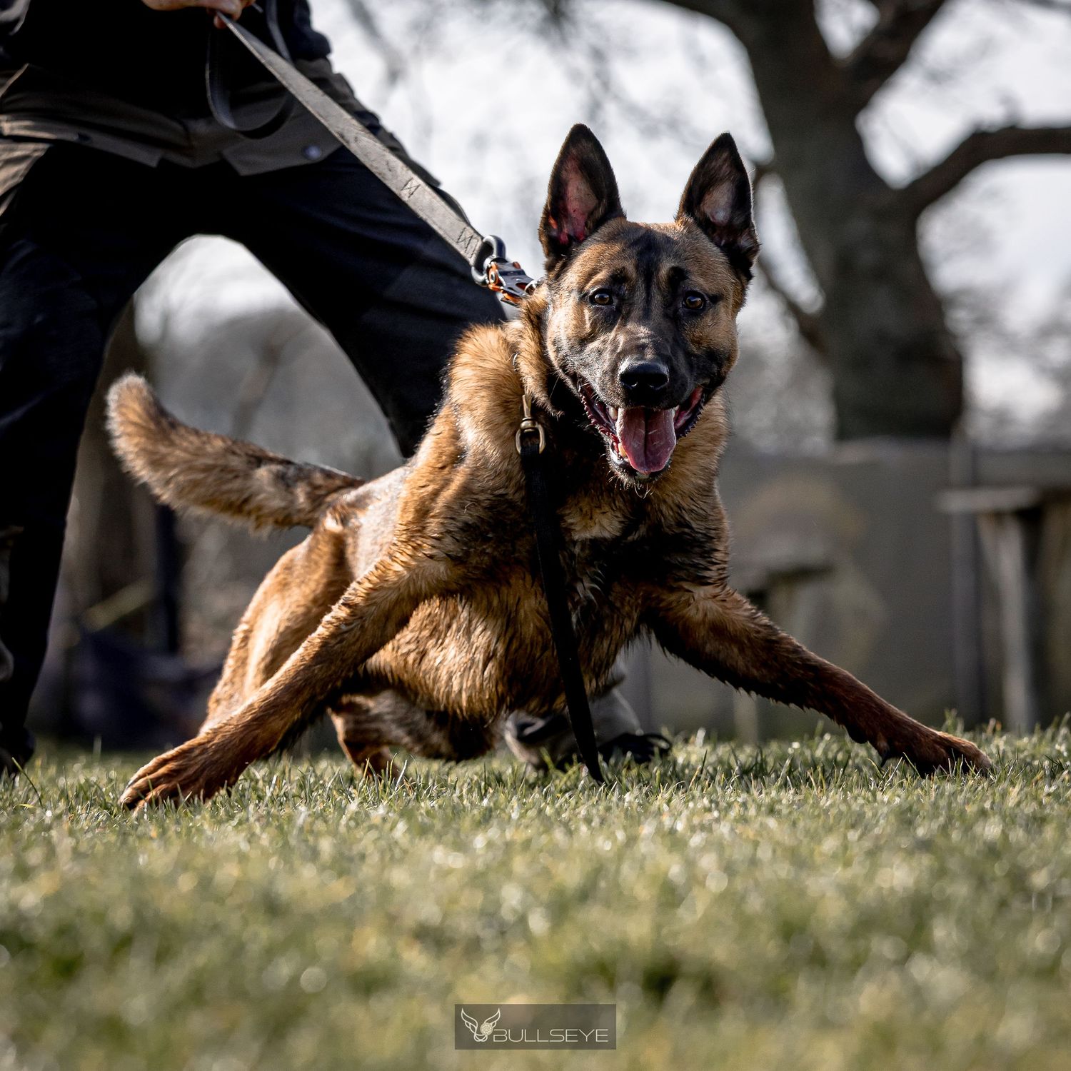 Belgian malinois running and playing on grass.