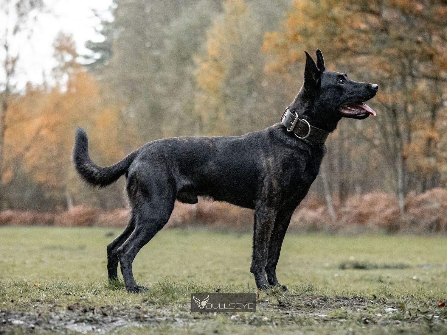 Group of working dogs standing together in autumn field.