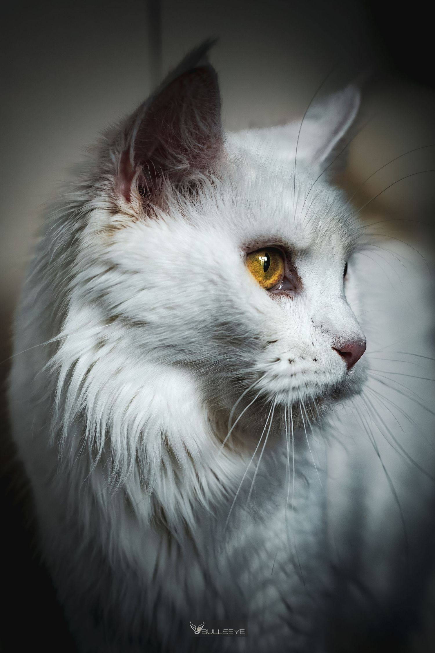 Close-up portraits of white Persian cat with golden eyes in dramatic lighting.