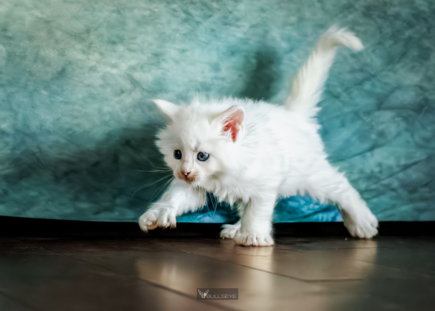 White kitten playfully stretches and moves across a turquoise backdrop.