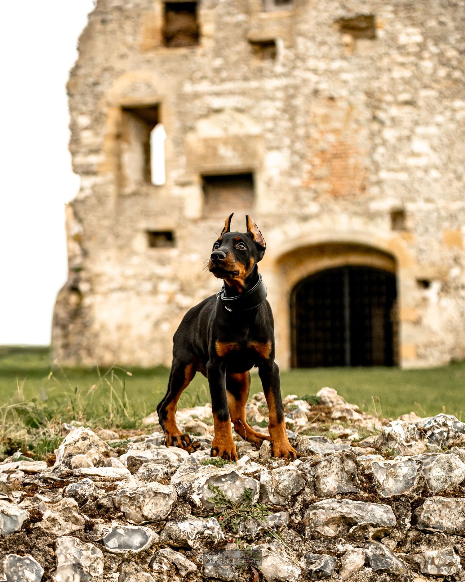 Doberman puppy standing alert on ancient stone wall ruins.