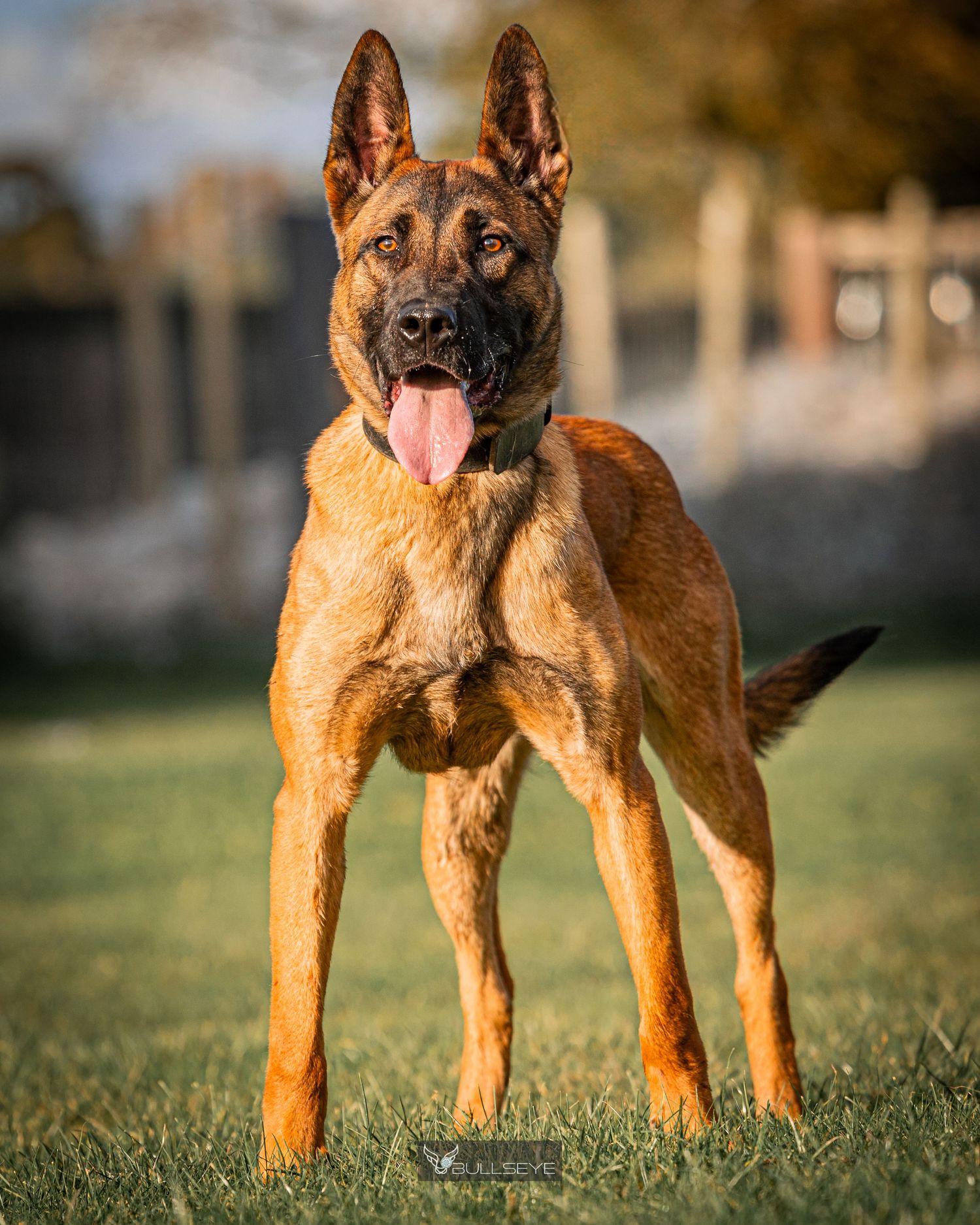 Belgian Malinois dog with tan and black coat standing alert on grass in outdoor setting.