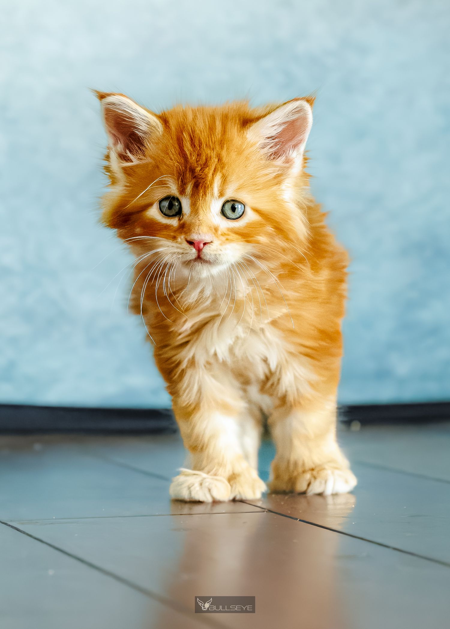 Orange fluffy kitten explores while walking on tiled floor with bright blue background.