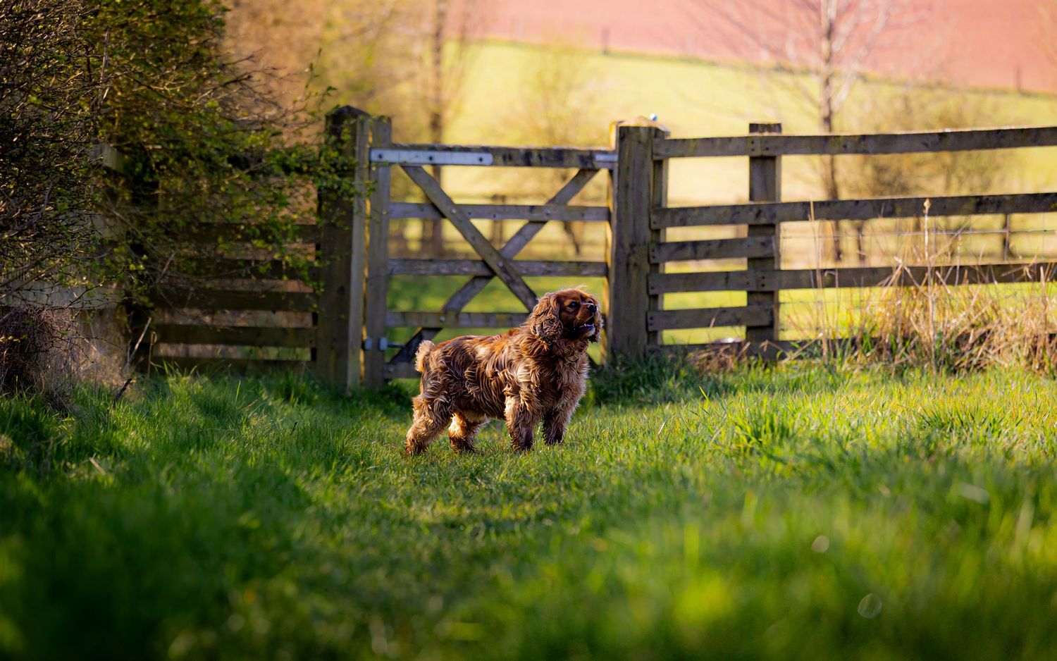 Two dogs sitting together on lush green grass with wooden fence in background at sunset.