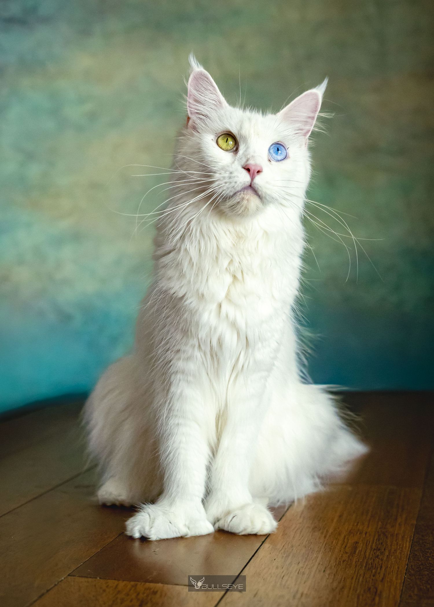 White cat with one blue and one yellow eye poses gracefully on dark wooden surface.