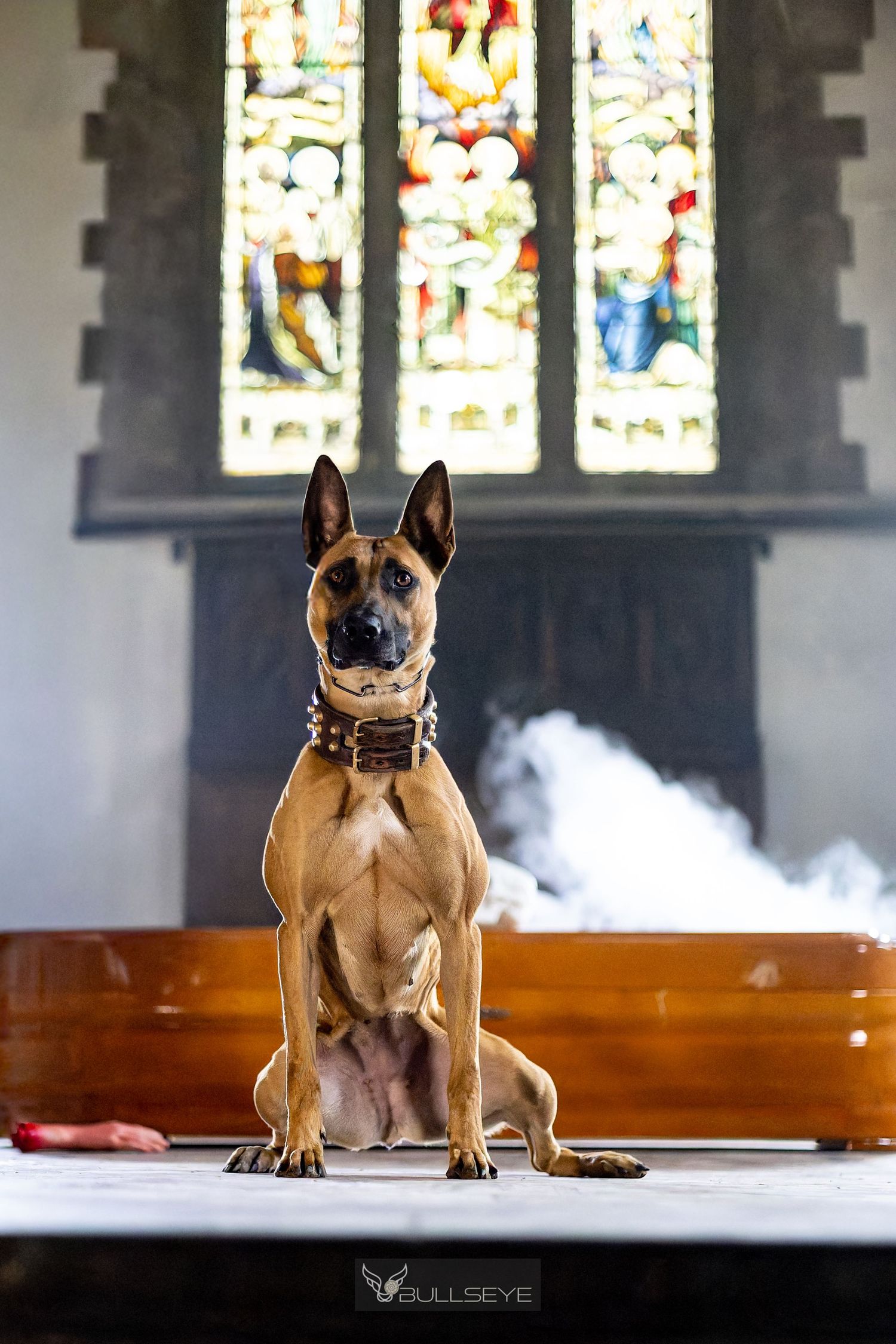 French Bulldog sitting in a church with stained glass windows in the background.