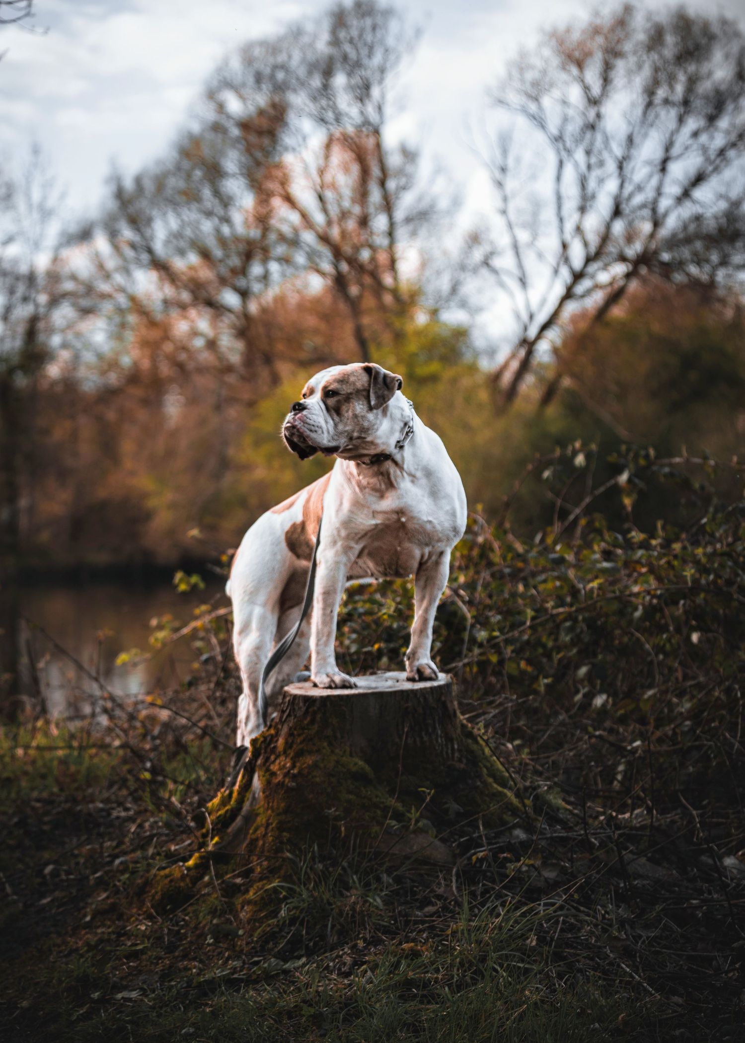 White and brown dog standing on elevated ground against autumn trees.