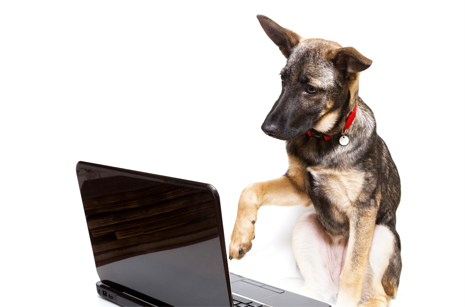 Dogs wearing glasses and headsets while looking at computer screens and trading charts.
