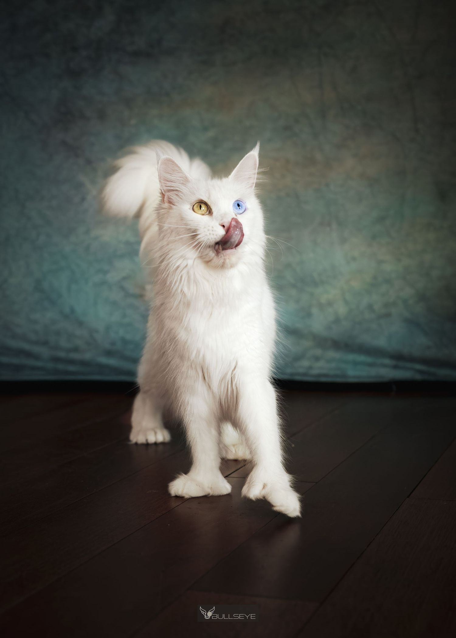 White fluffy kitten strikes various poses against textured blue backdrop.