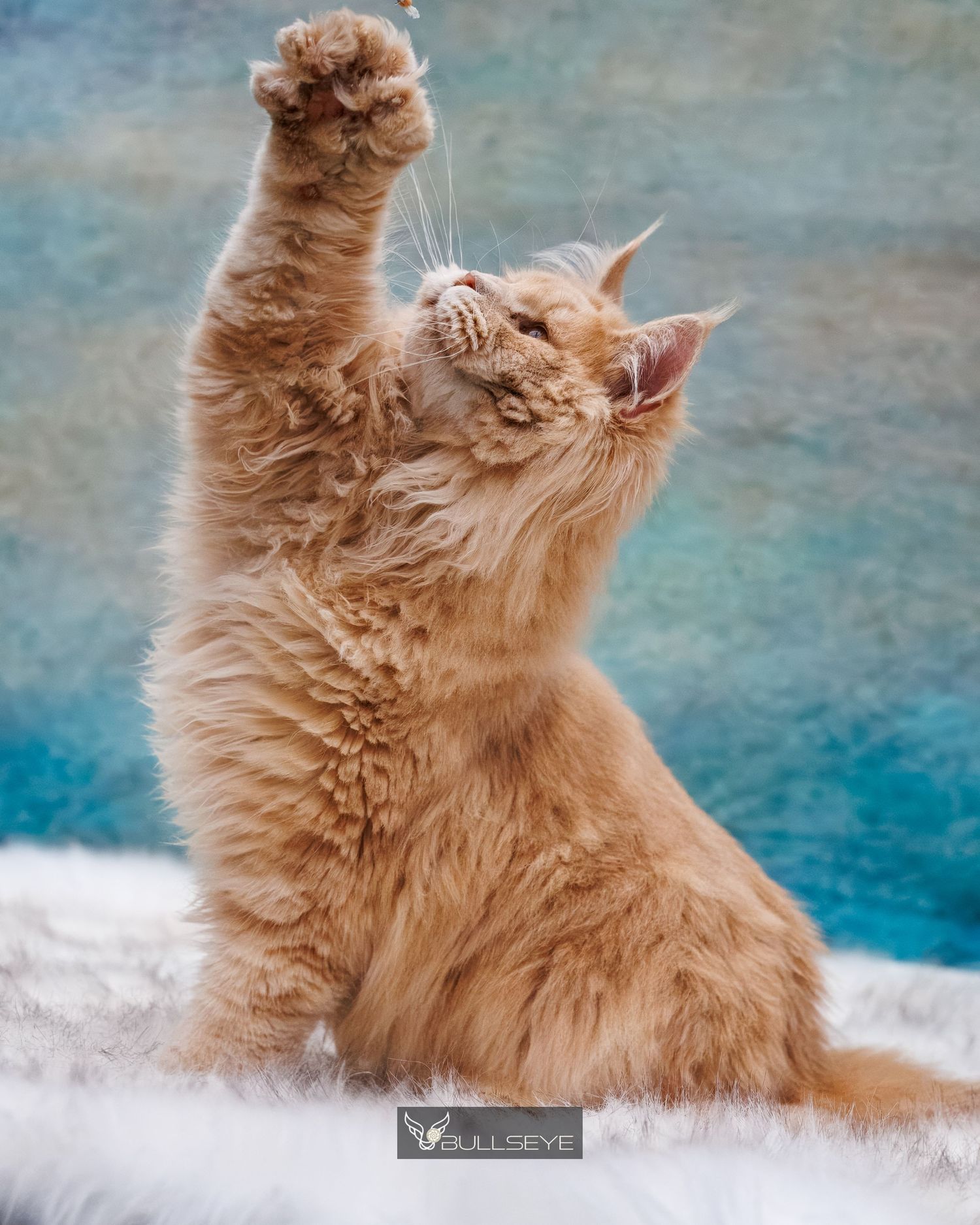 Fluffy ginger cat with long fur raises its paw triumphantly against a blue background.
