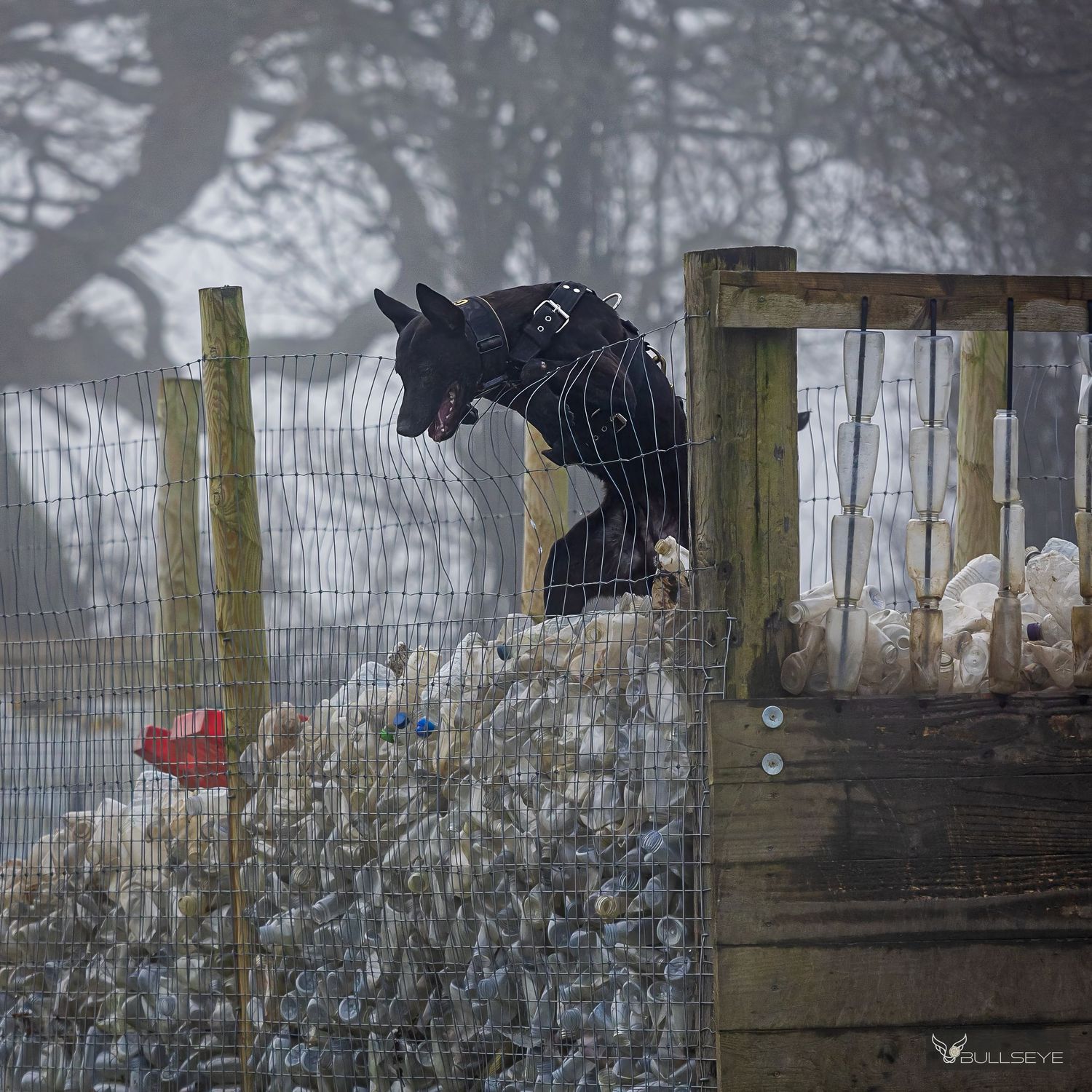 Winter scene showing silhouettes of dogs and handlers practicing agility jumps over wooden barriers.
