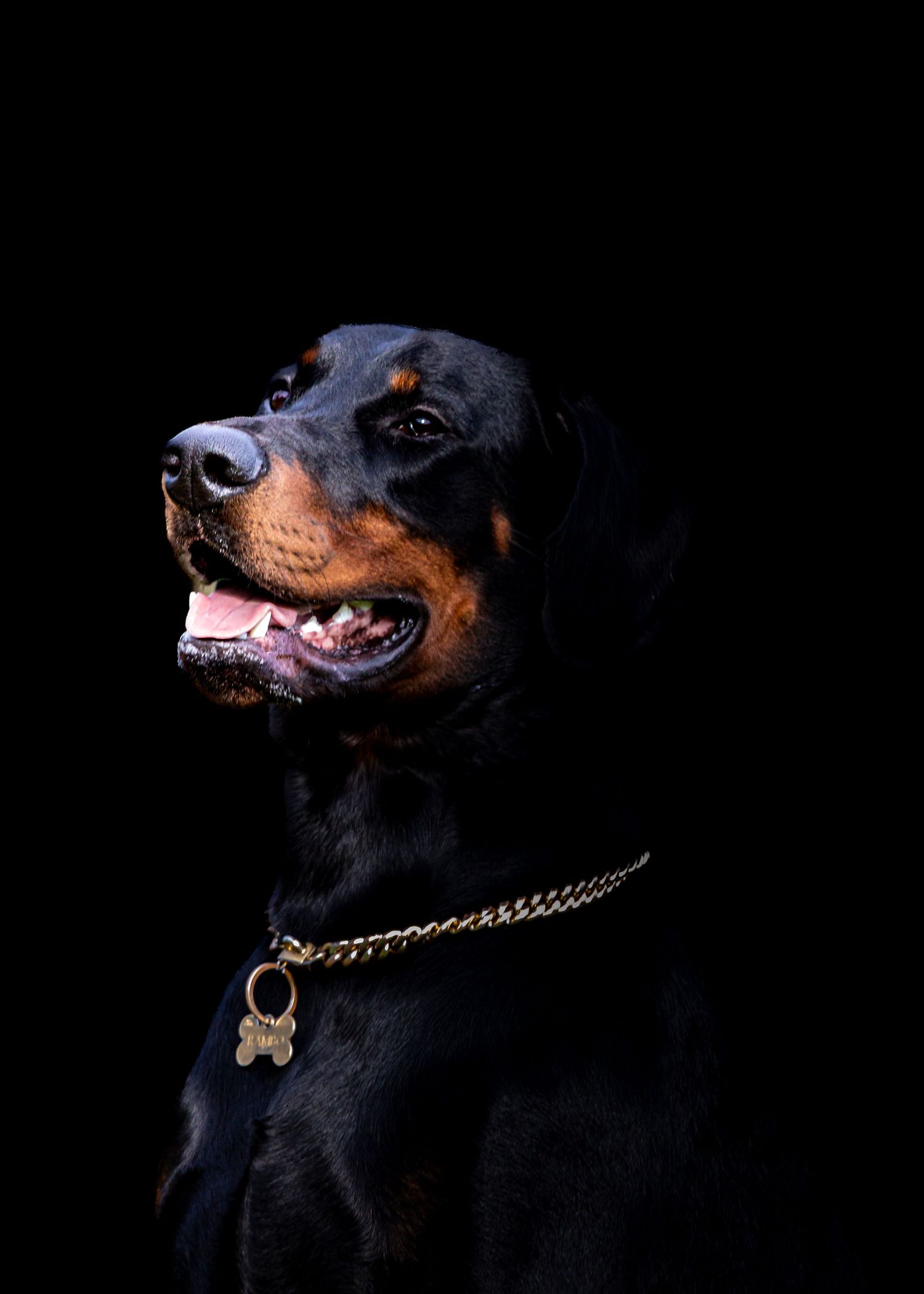 Close-up portrait series of a black Doberman dog with gold chain collar against dark background.