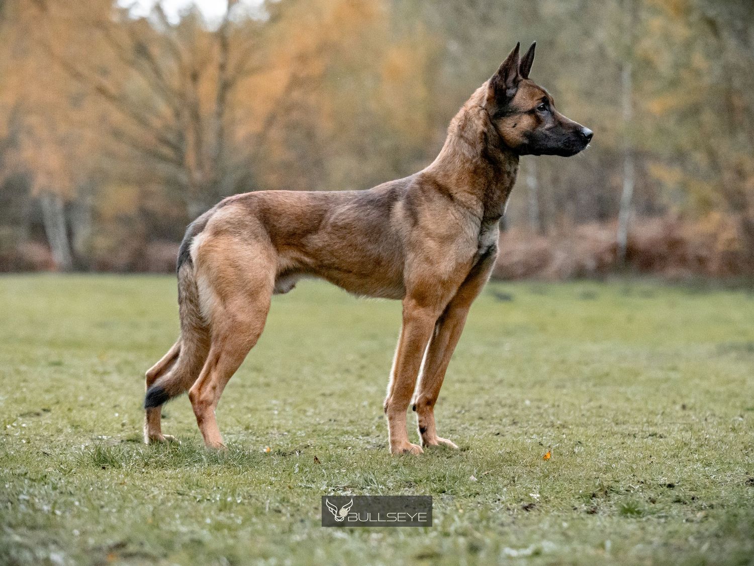 Belgian Malinois showing graceful movement in autumn field.