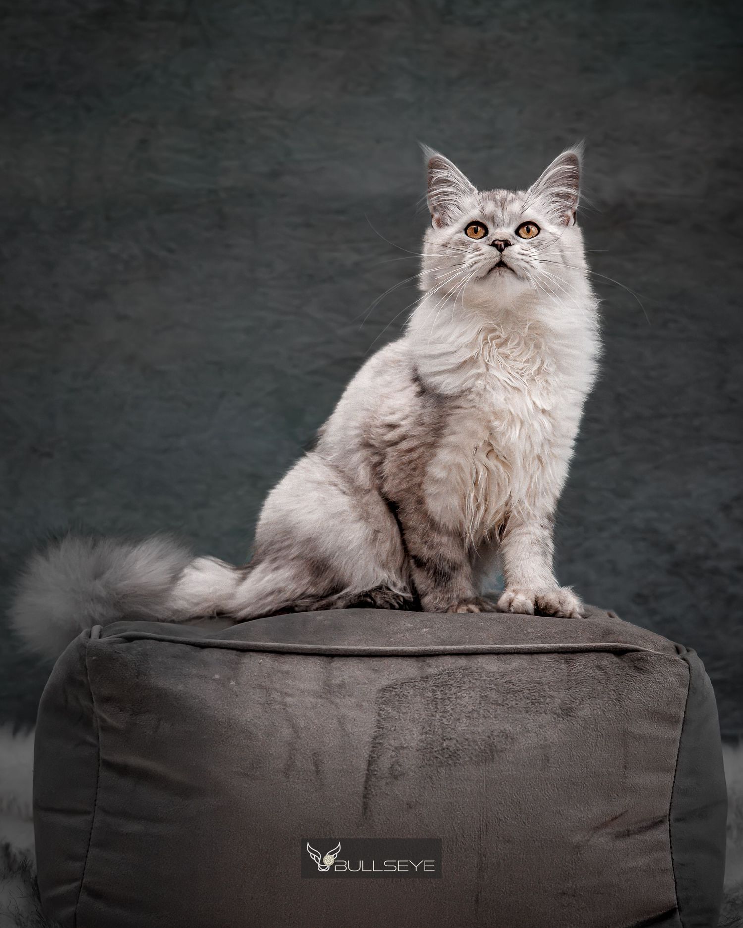 A fluffy Persian cat with expressive eyes sits regally on a dark cushion in a studio setting.