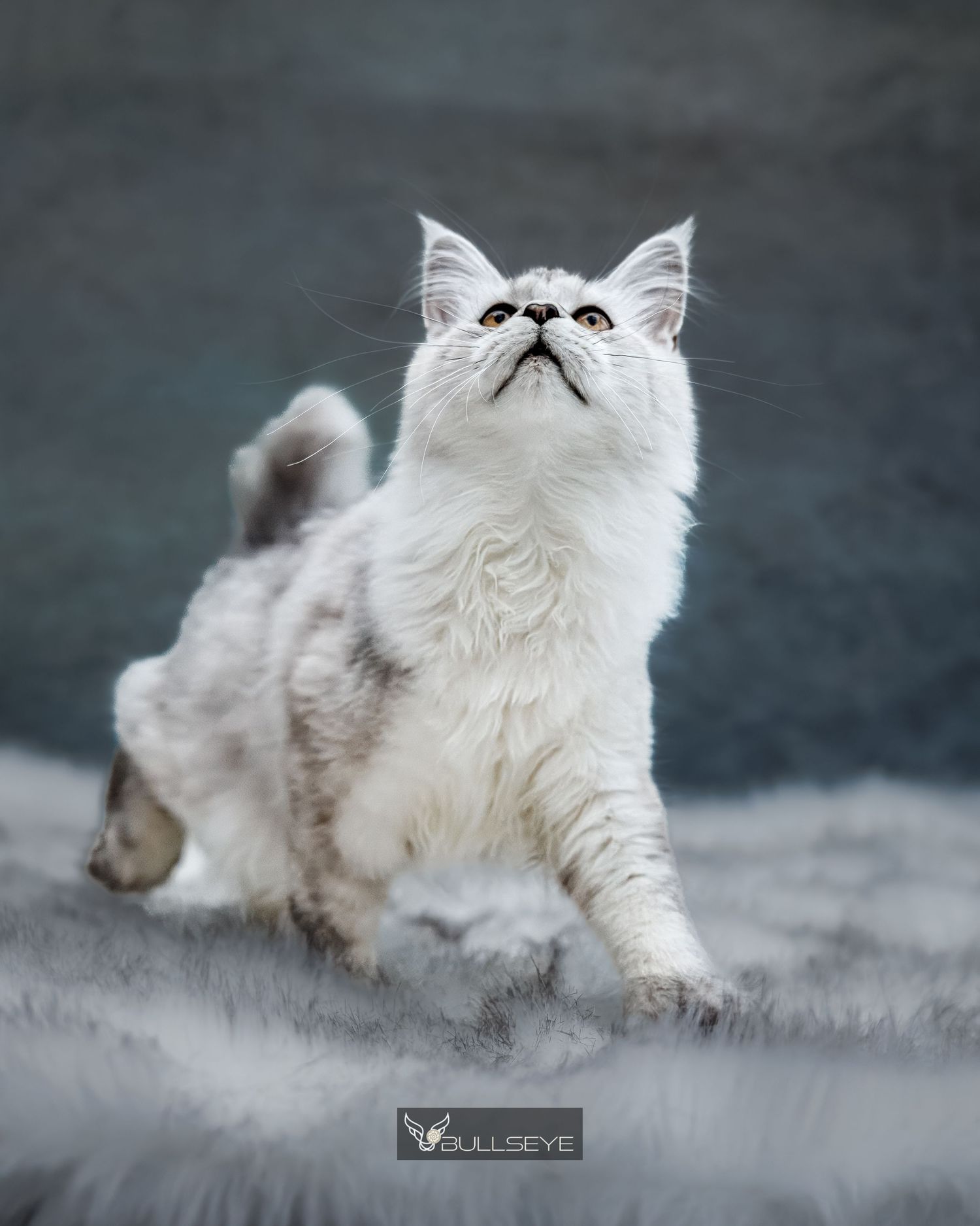 A fluffy white Persian cat lounges gracefully on a gray textured surface in a series of elegant poses.