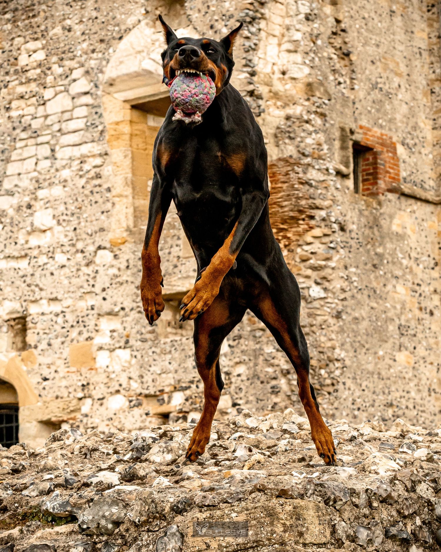 A DBERMANN dog stands alert on a stone wall in a sequence of action shots.