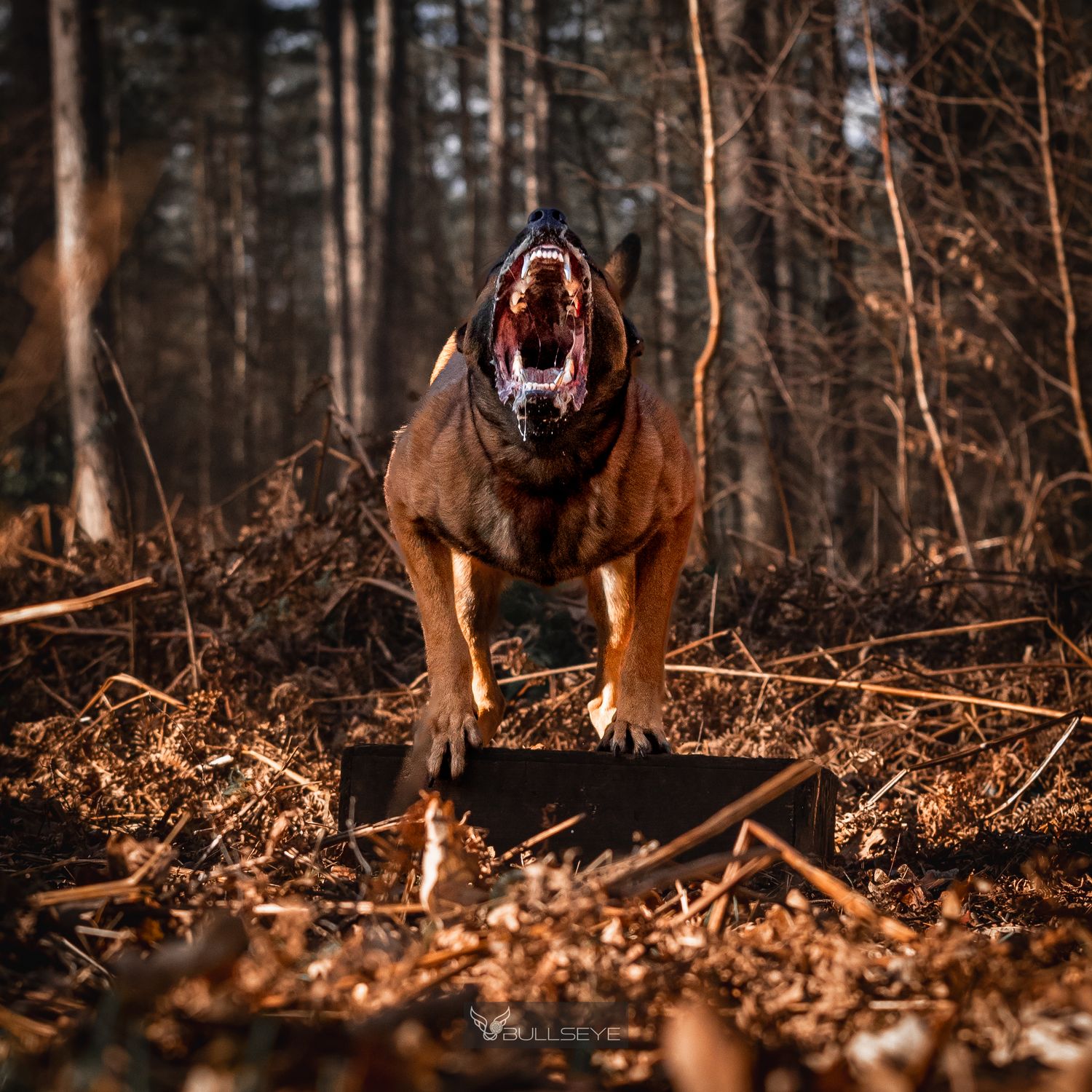 Fierce Bloodhound barking in forest setting with dramatic lighting.