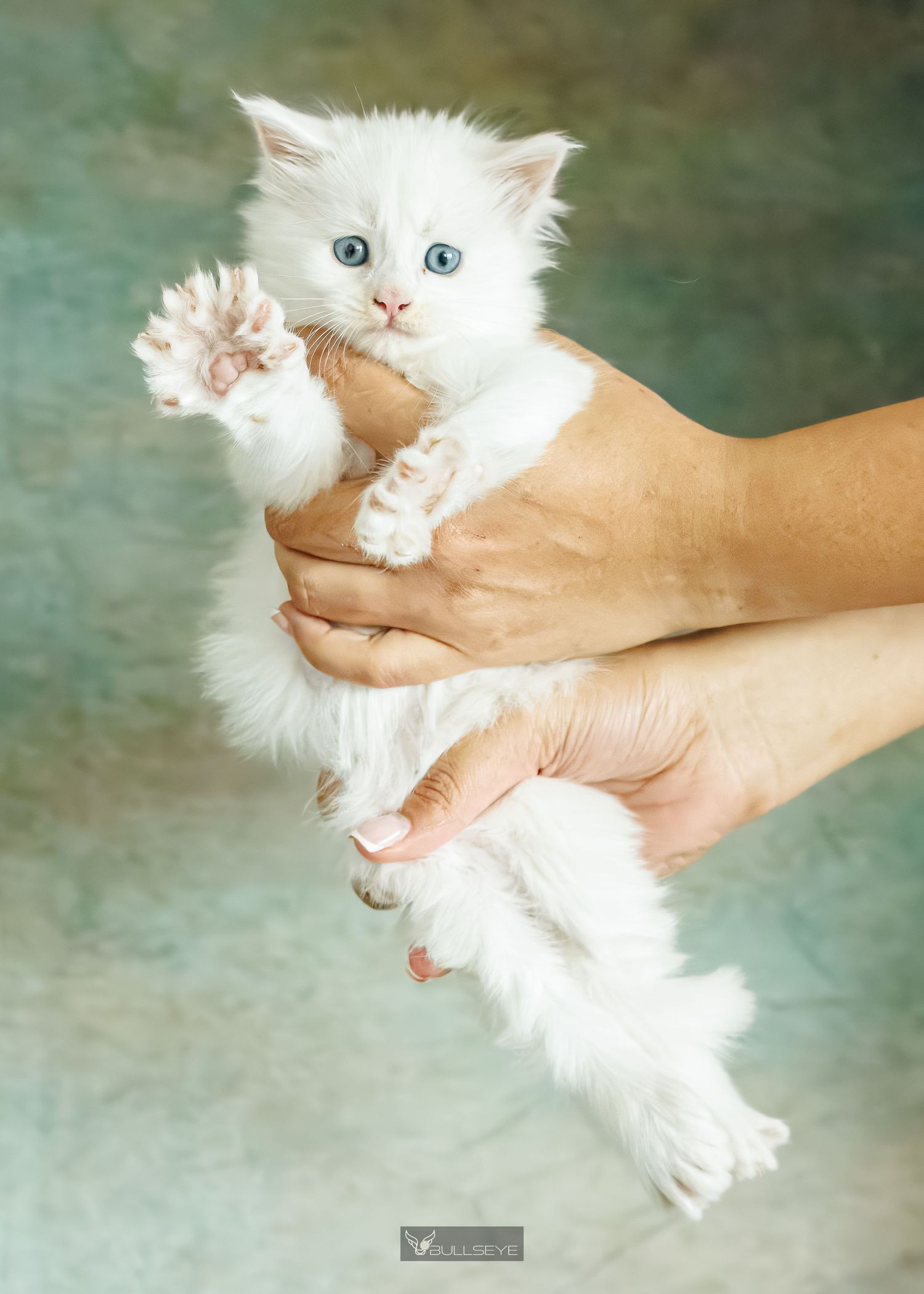 Fluffy white kitten being held gently by hands against blurred background.