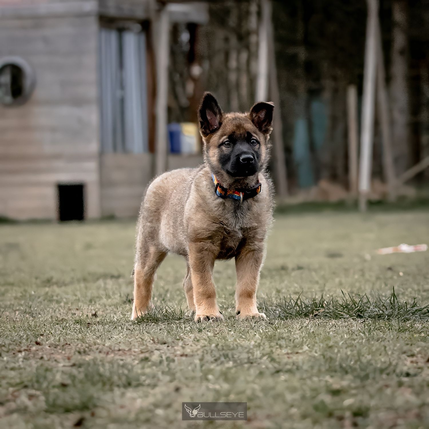puppy standing alert on grass.