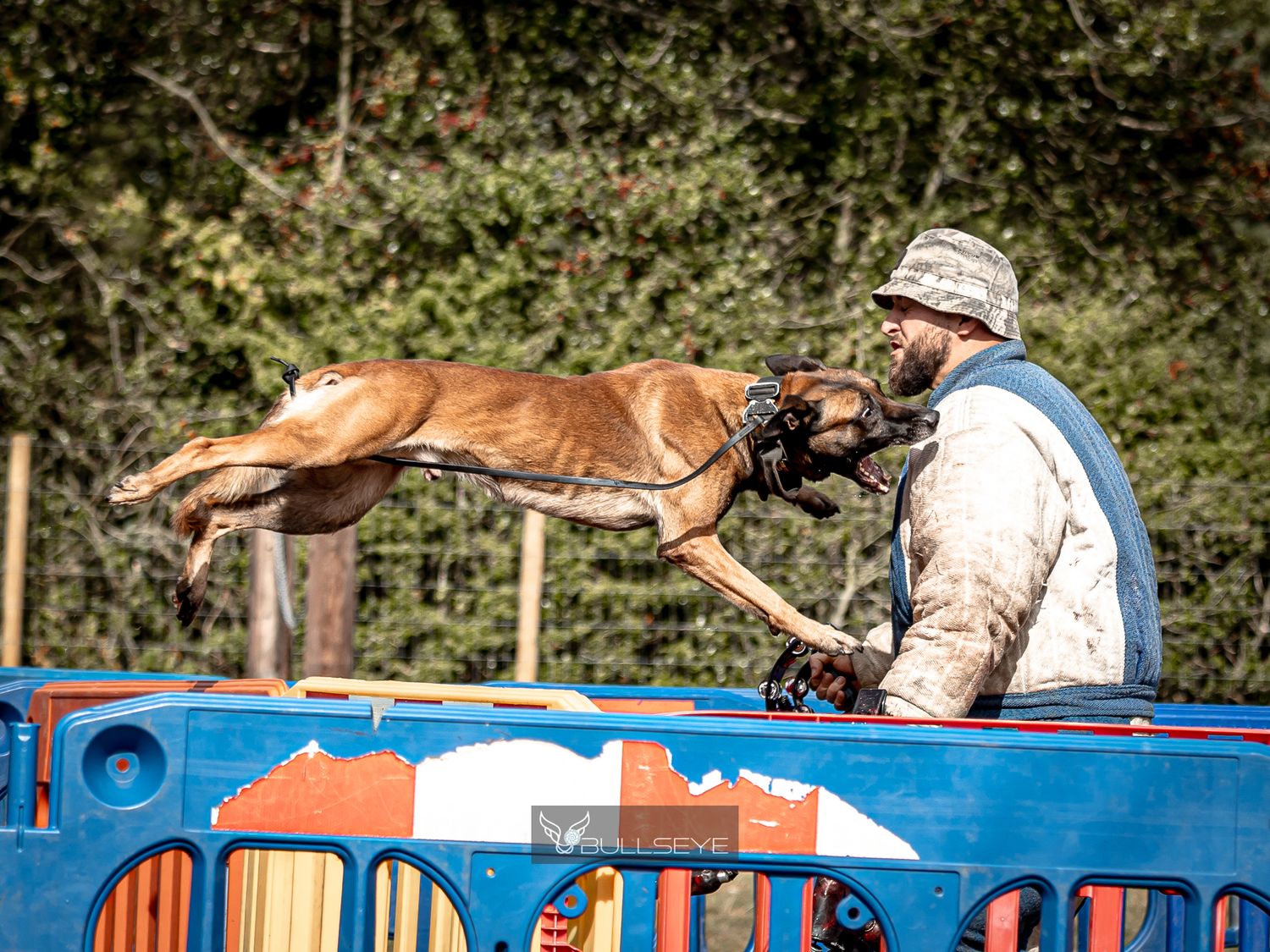 A brown dog leaping over blue training equipment during an outdoor training session.
