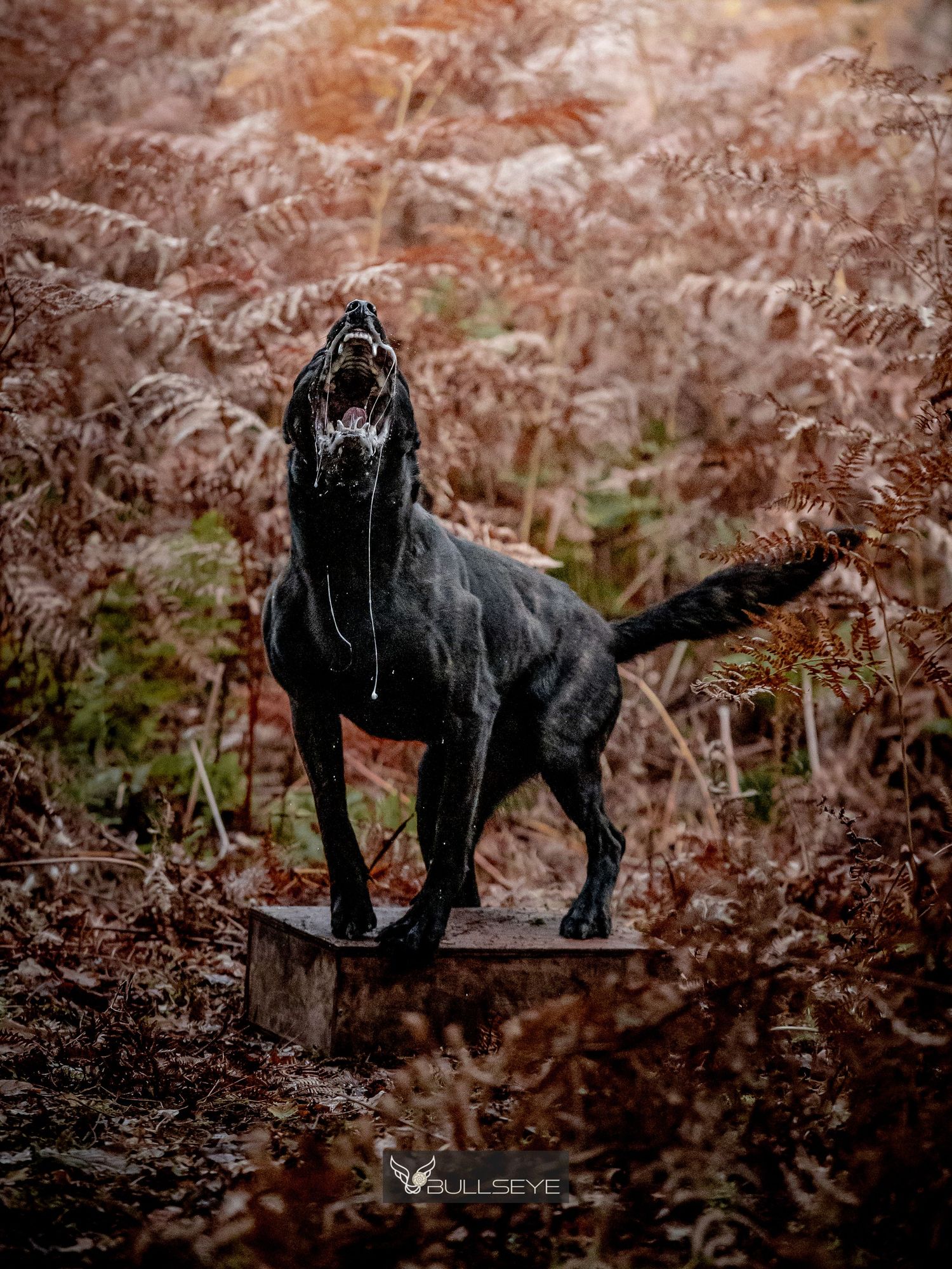 Black dog moves stealthily through autumn ferns in a forest setting.