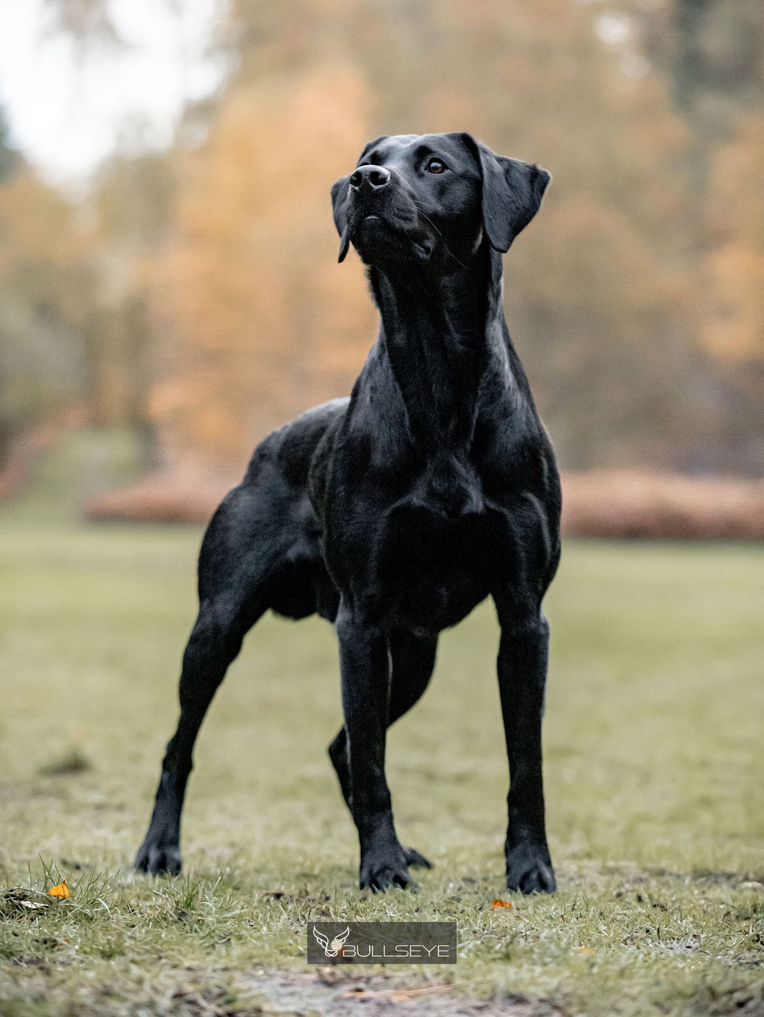 Black Staffordshire Bull Terrier standing confidently on grass.
